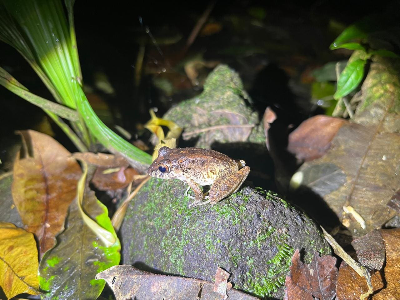 Rain frog among leaf litter — Ecocentro Danaus night walk, La Fortuna