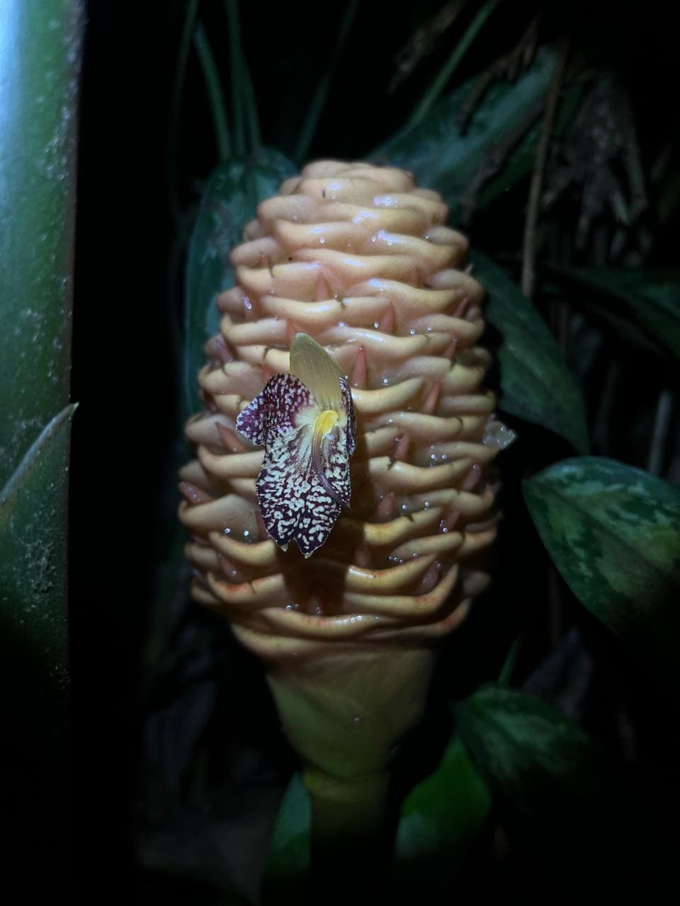 Ginger inflorescence with night insects — Ecocentro Danaus night walk