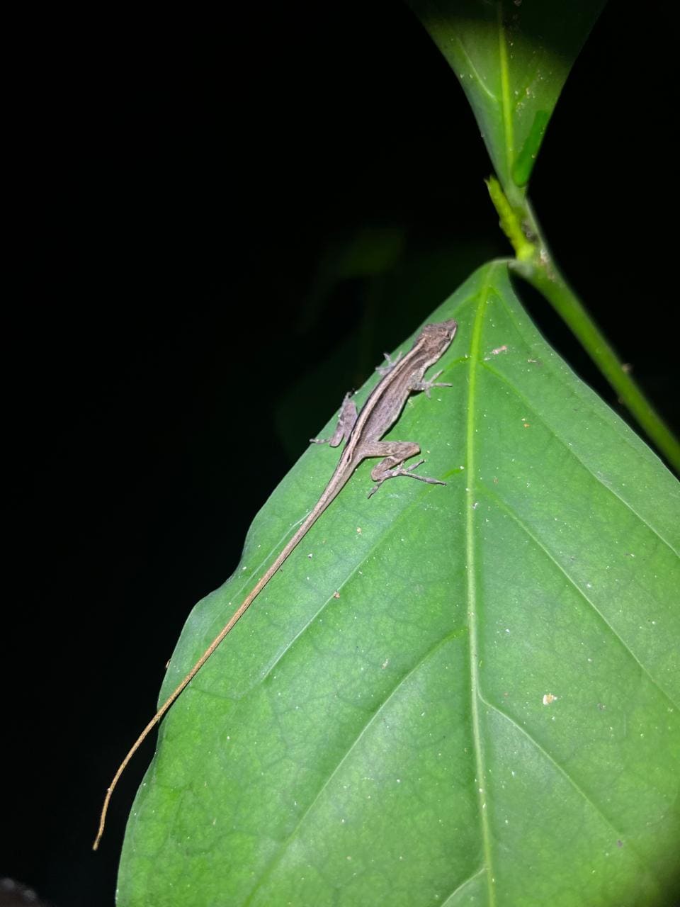 Anole lizard sleeping on a leaf — Ecocentro Danaus night walk, La Fortuna