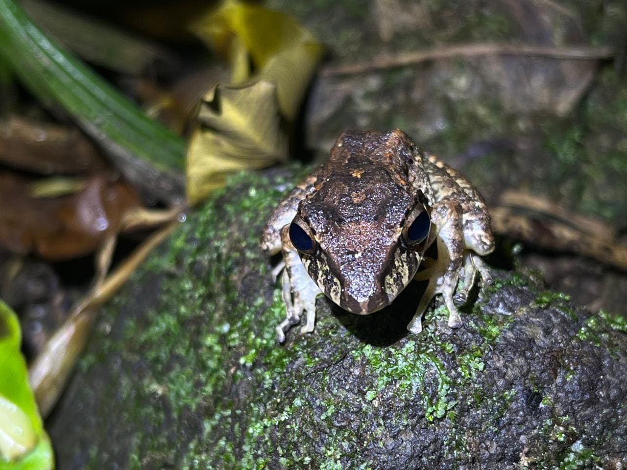 Rain frog portrait on a mossy rock — Ecocentro Danaus night walk