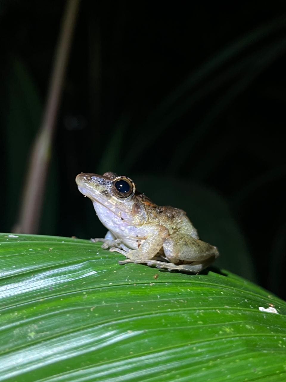 Rain frog resting on a broad leaf — Ecocentro Danaus night walk