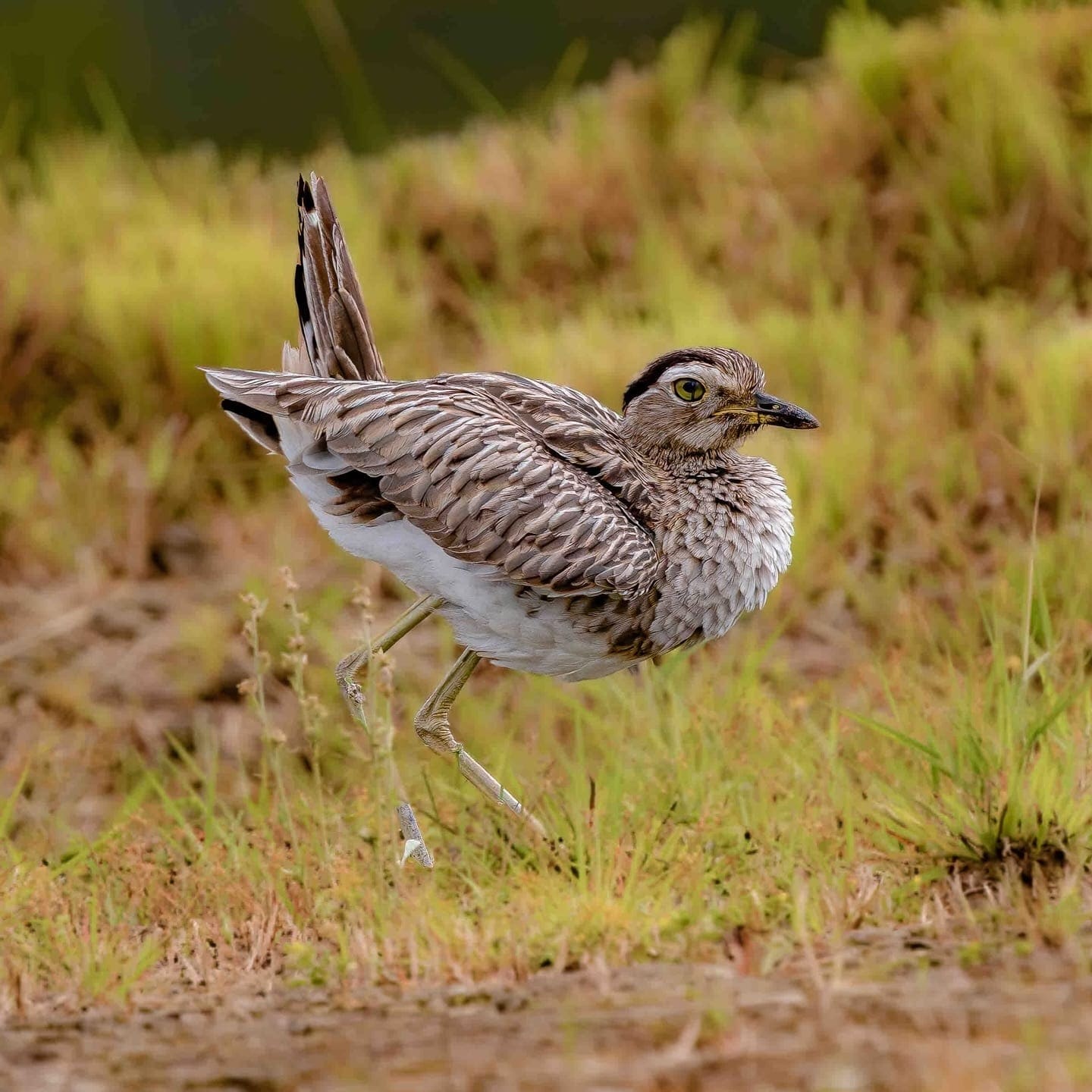 Double-striped Thick-knee running (Burhinus bistriatus) — Costa Rica