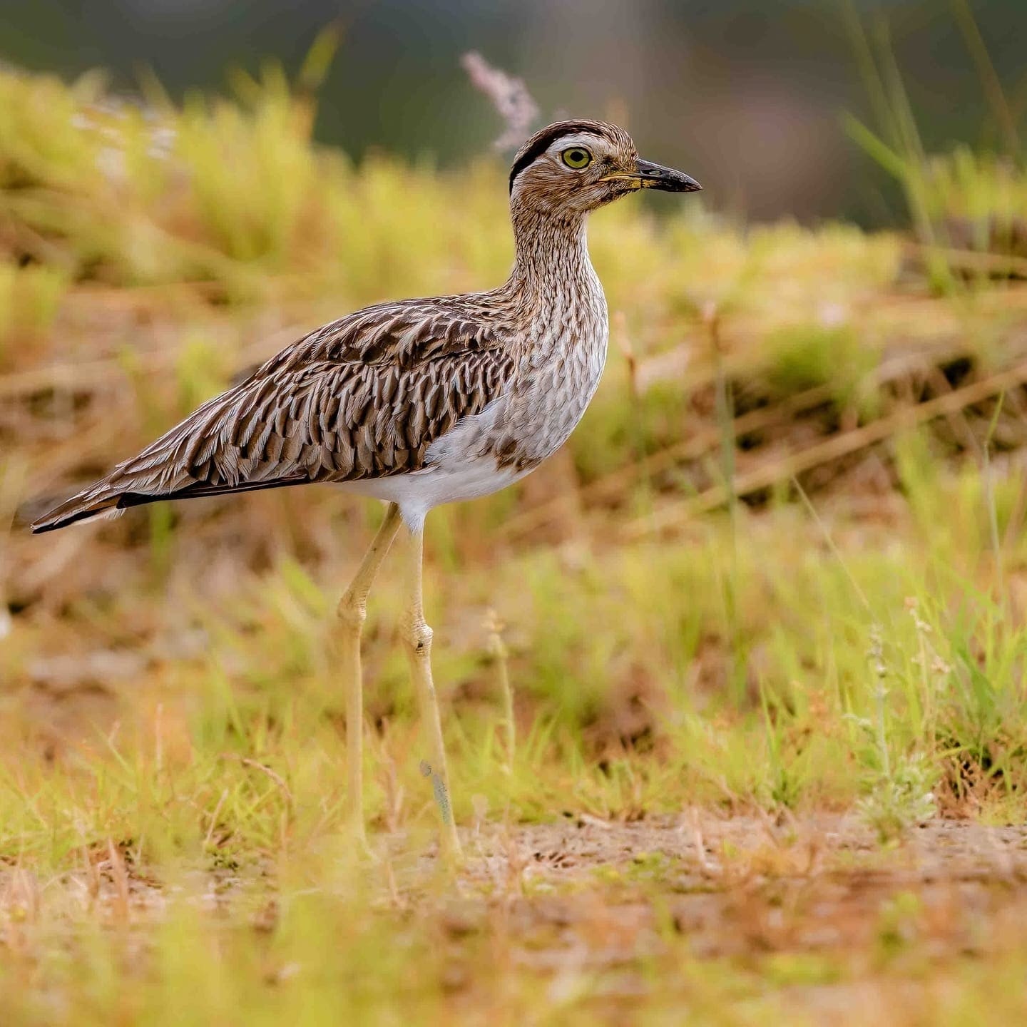 Double-striped Thick-knee walking (Burhinus bistriatus) — Costa Rica