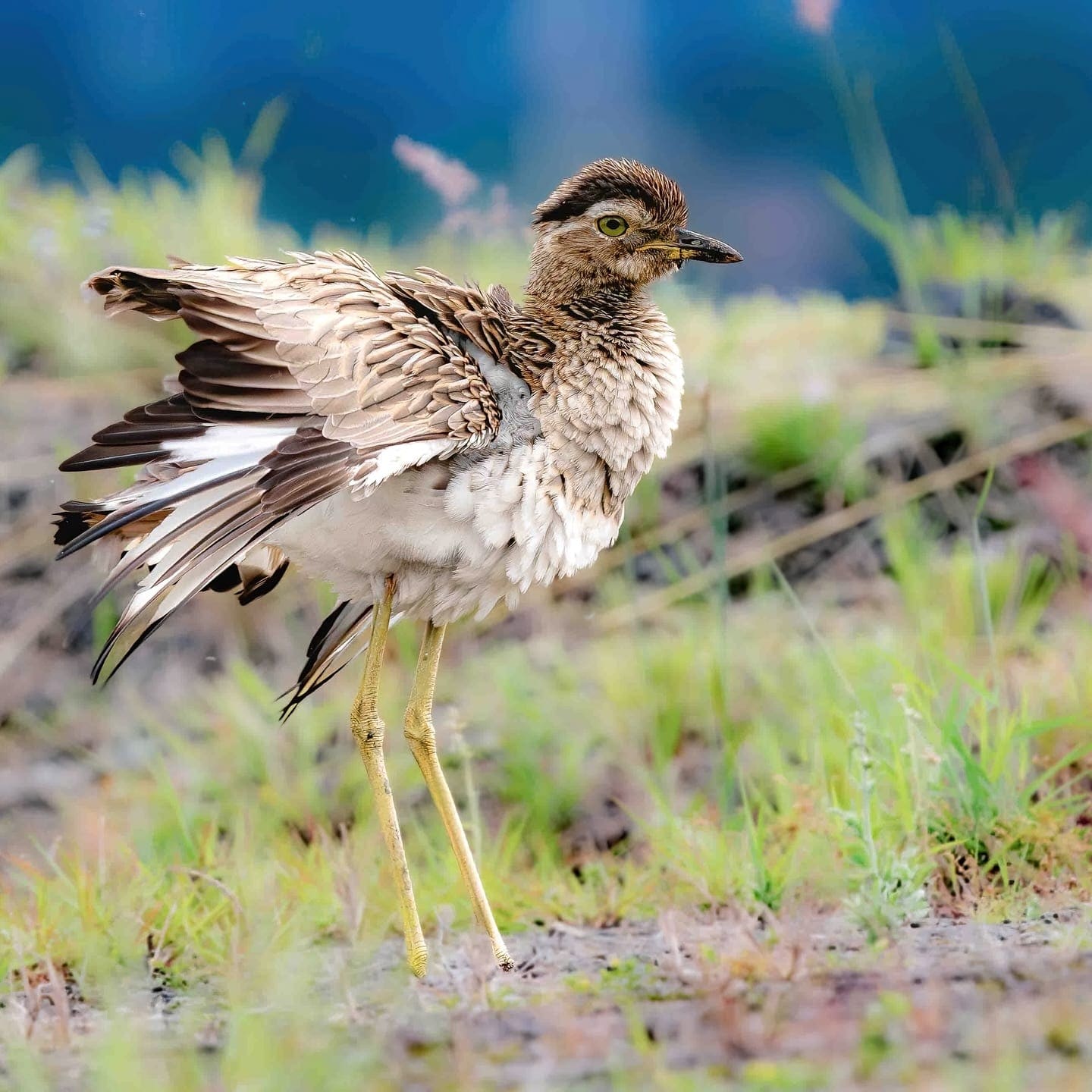 Double-striped Thick-knee wing spread (Burhinus bistriatus) — Costa Rica