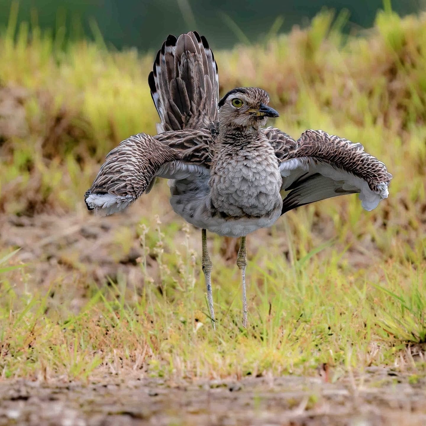Double-striped Thick-knee with wings display (Burhinus bistriatus) — Costa Rica