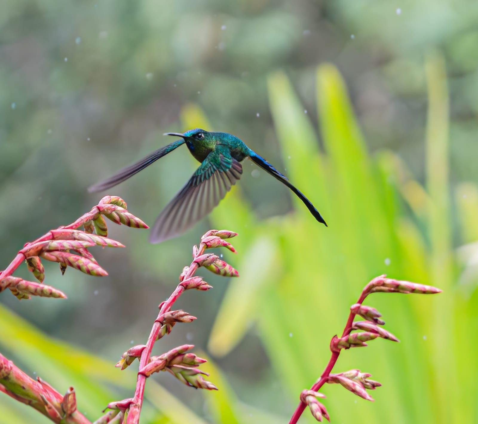 Hummingbird in flight — wildlife photography Costa Rica