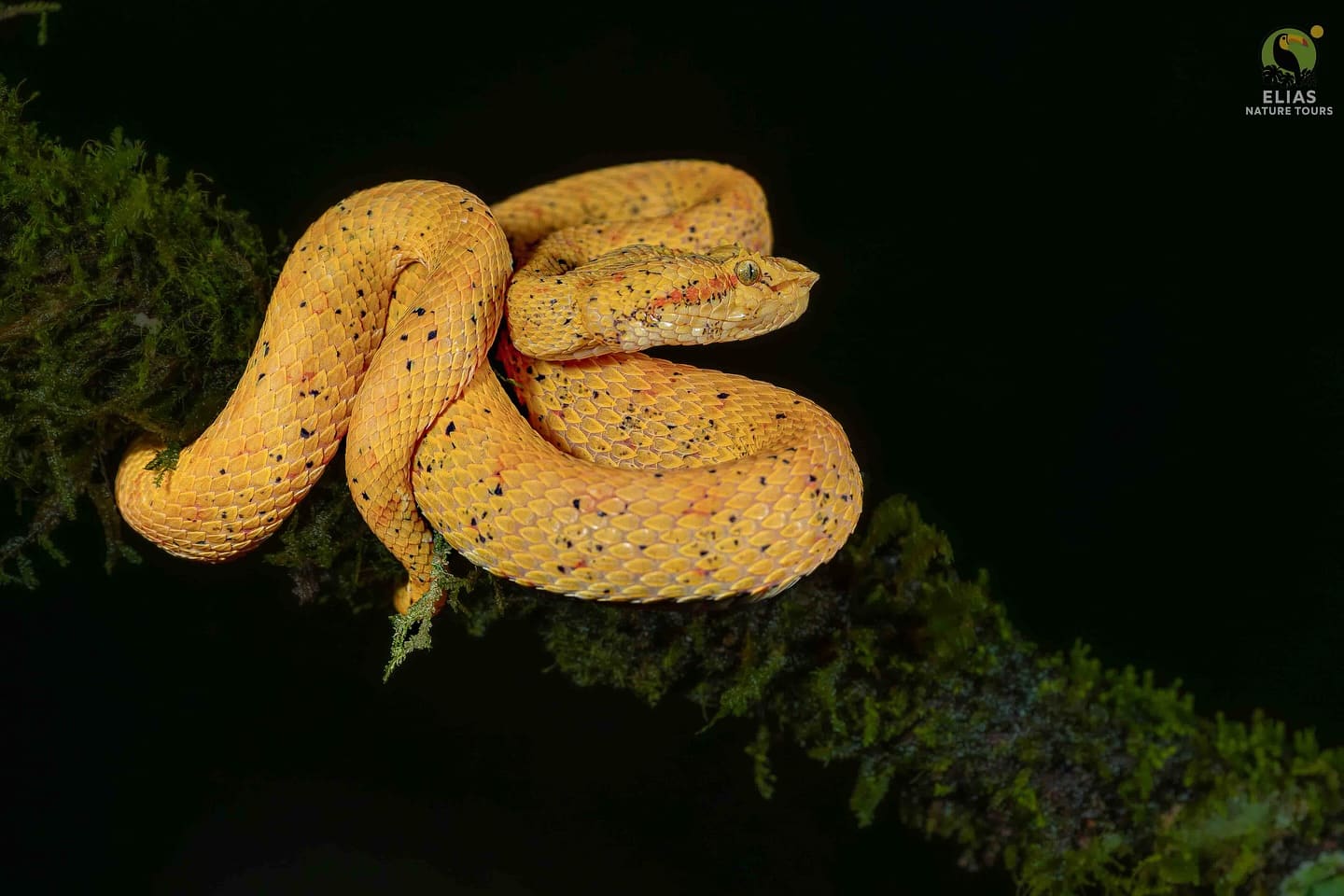 Eyelash Pit Viper yellow morph coiled (Bothriechis schlegelii) — La Fortuna, Costa Rica