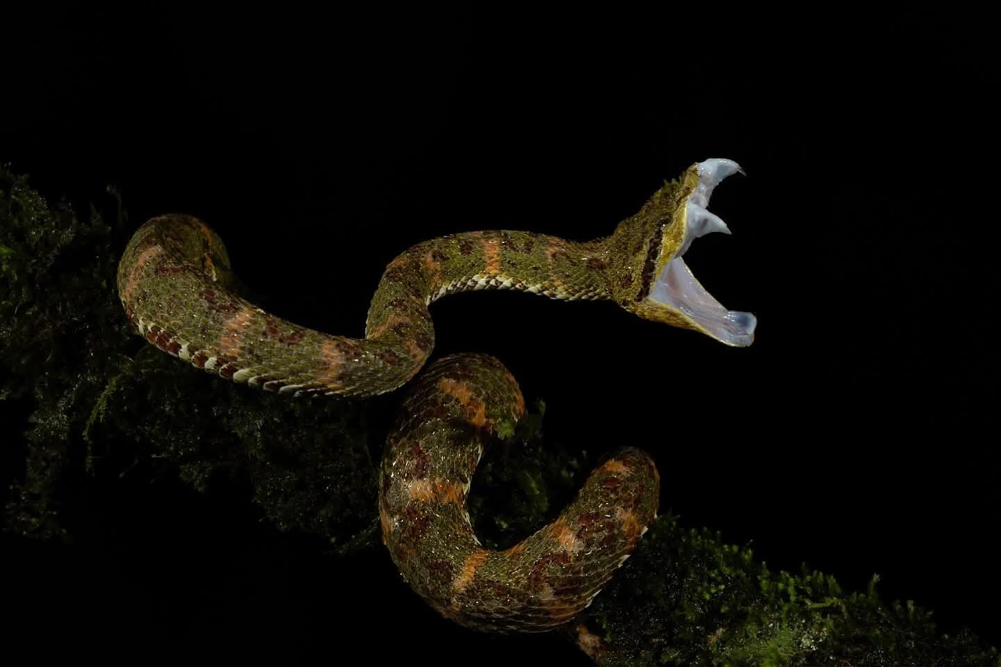 Eyelash Pit Viper — Boca Tapada photography expedition, Costa Rica