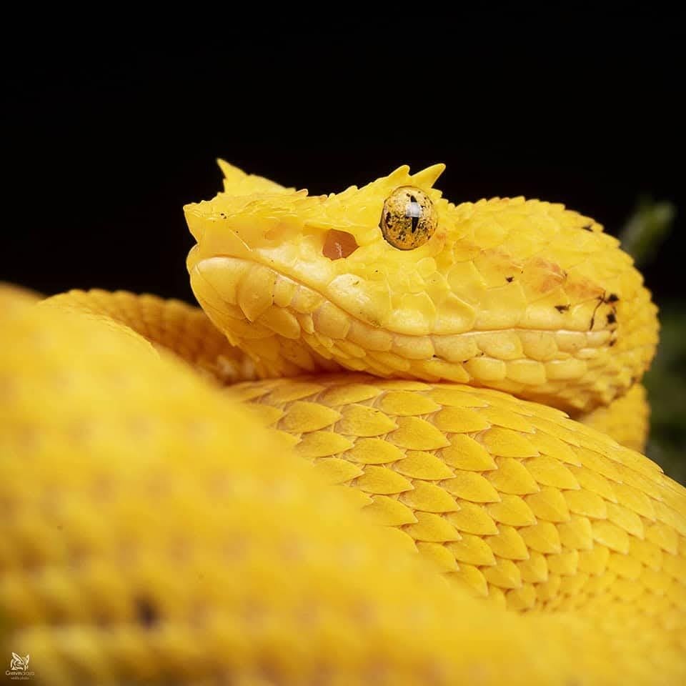 Eyelash Pit Viper — Boca Tapada photography expedition, Costa Rica