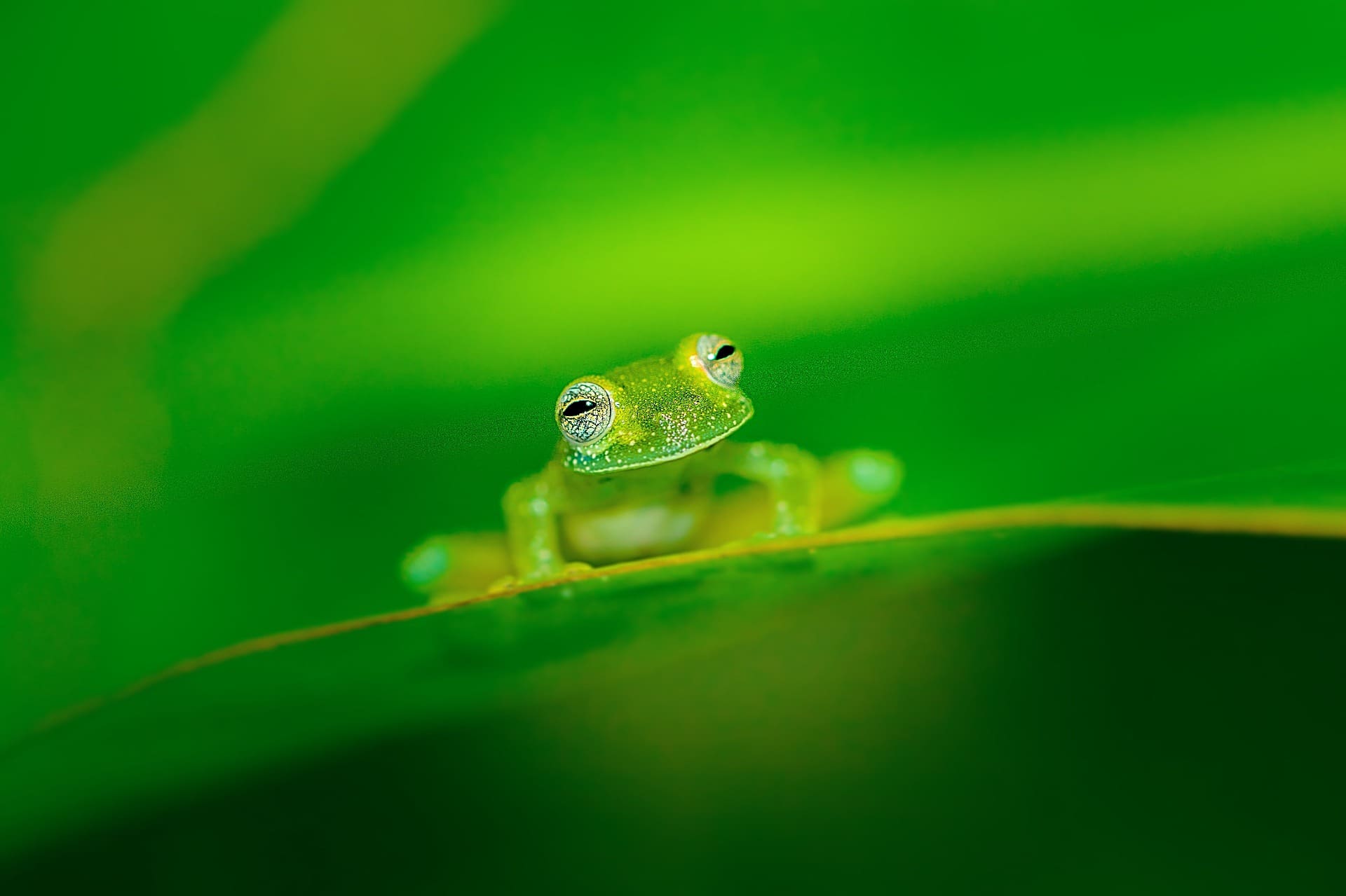 Glass Frog on Leaf