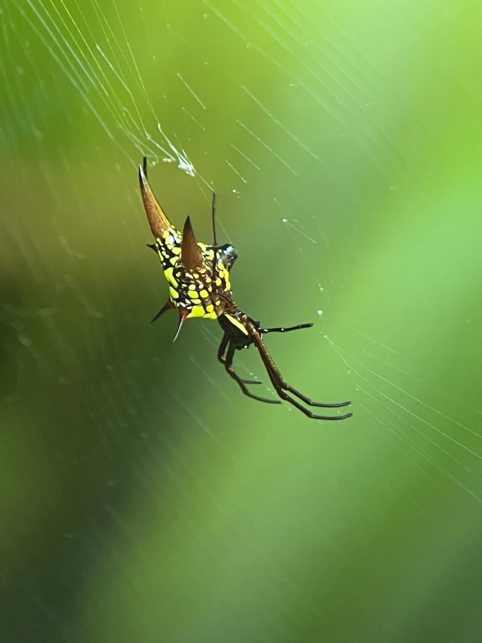 Araña de seda dorada en su telaraña durante una caminata nocturna en Manuel Antonio