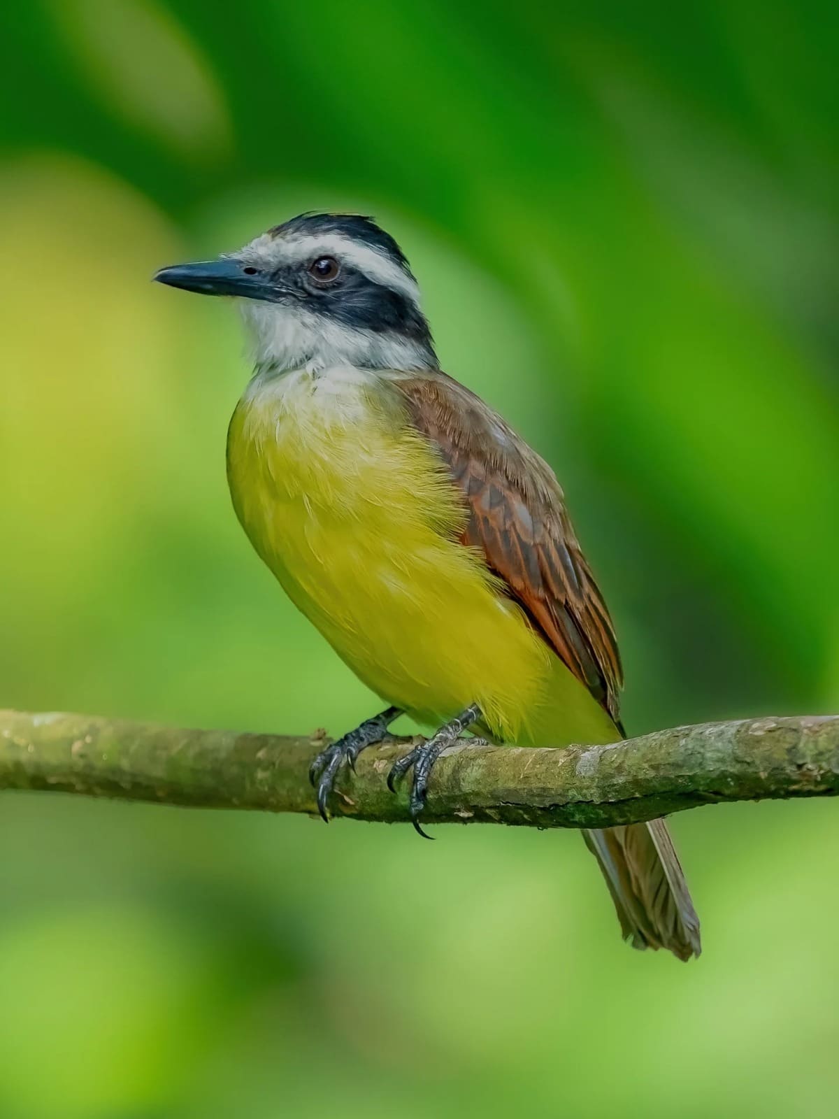 Great Kiskadee (Pitangus sulphuratus) — Costa Rica