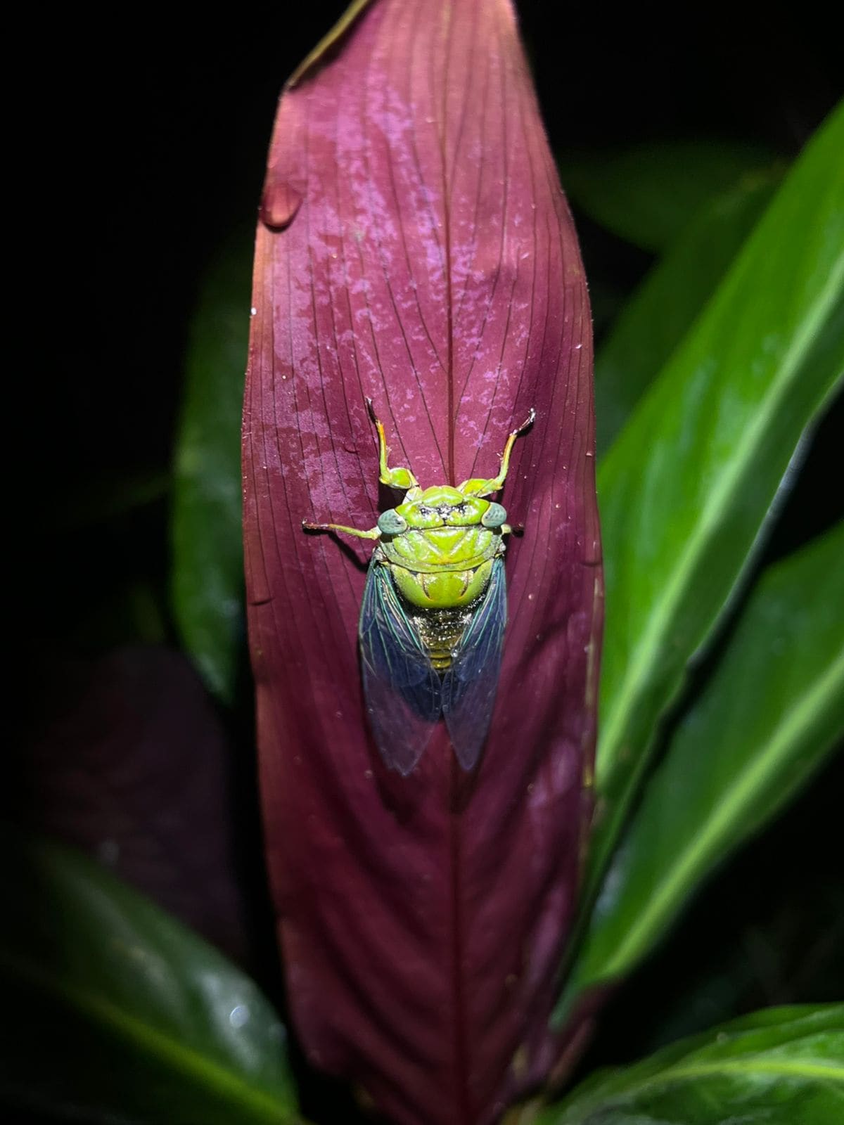 Costa Rica nature tour photo