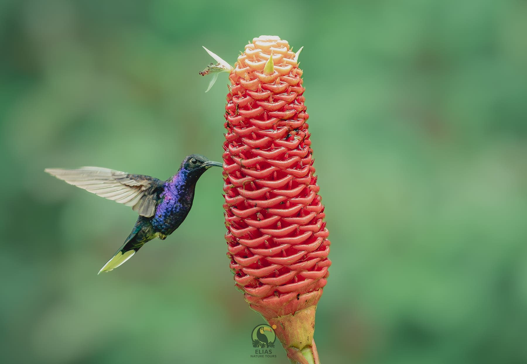 Hummingbird — Valle de los Quetzales, San Gerardo de Dota