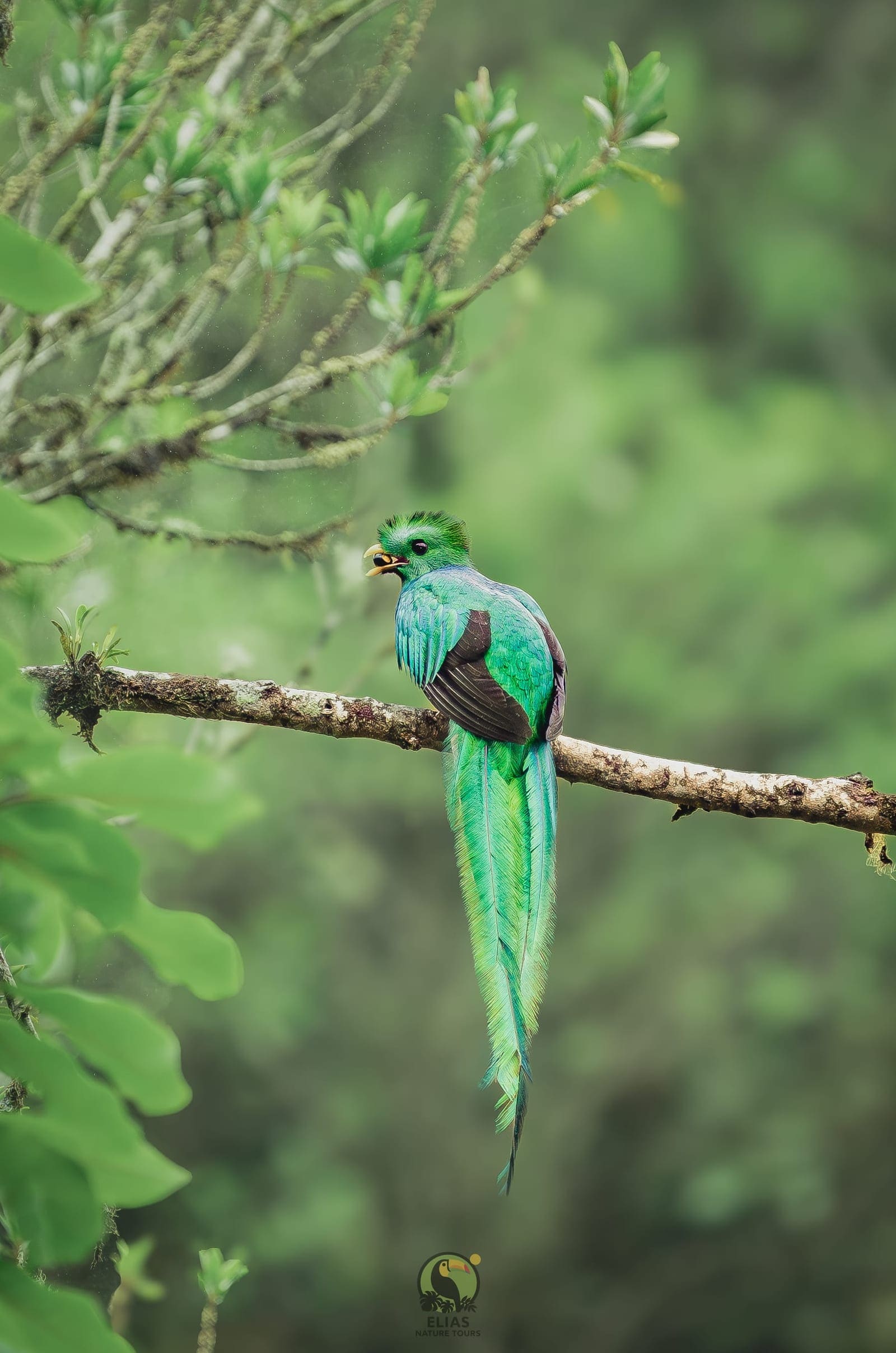 Hummingbird — Valle de los Quetzales, San Gerardo de Dota