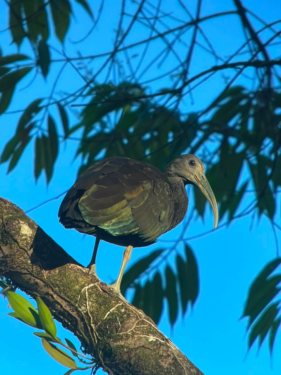 Green Ibis observed on the Esquipulas rainforest birding tour, Costa Rica