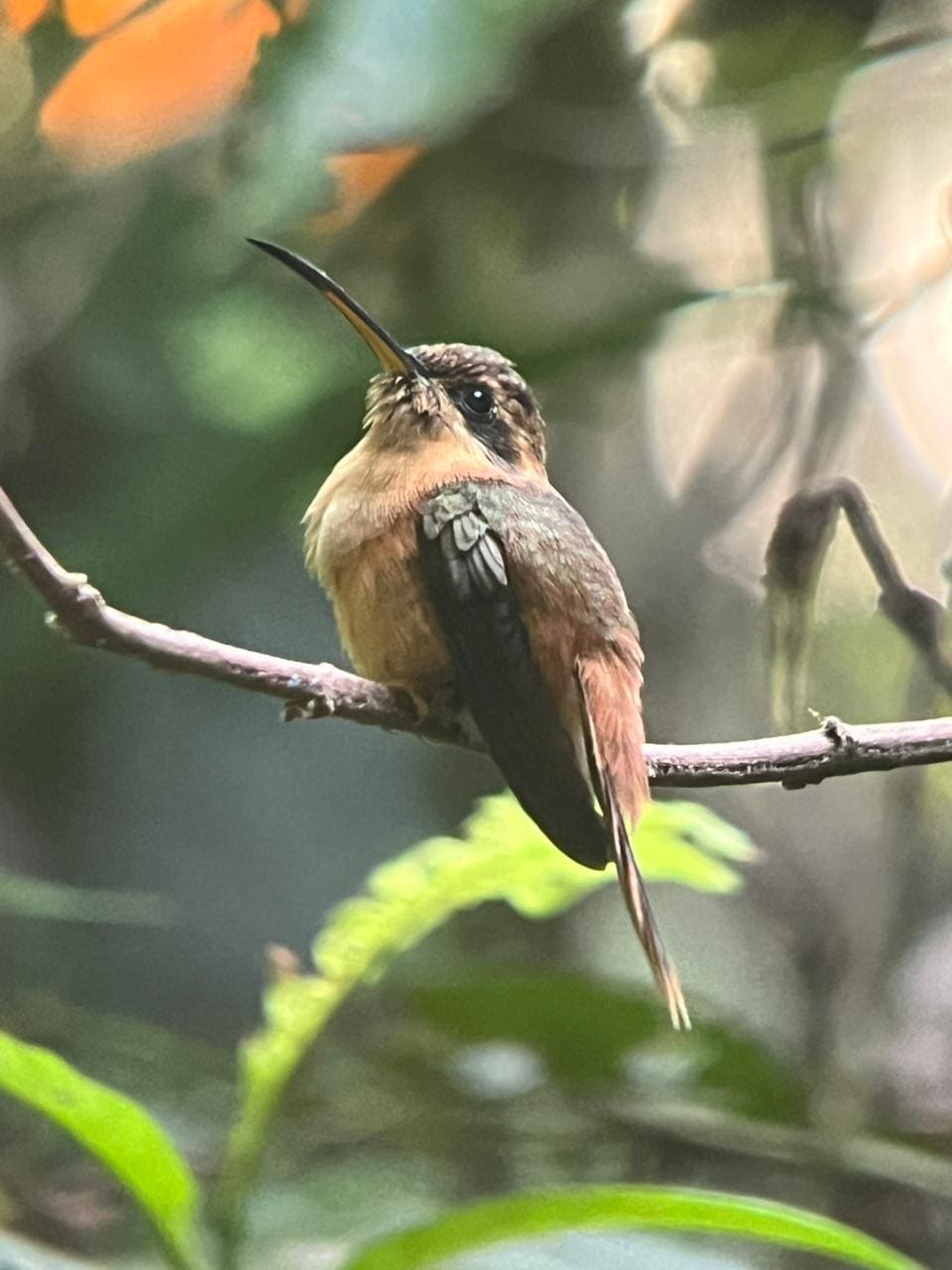 Esquipulas Rainforest Birding Expedition