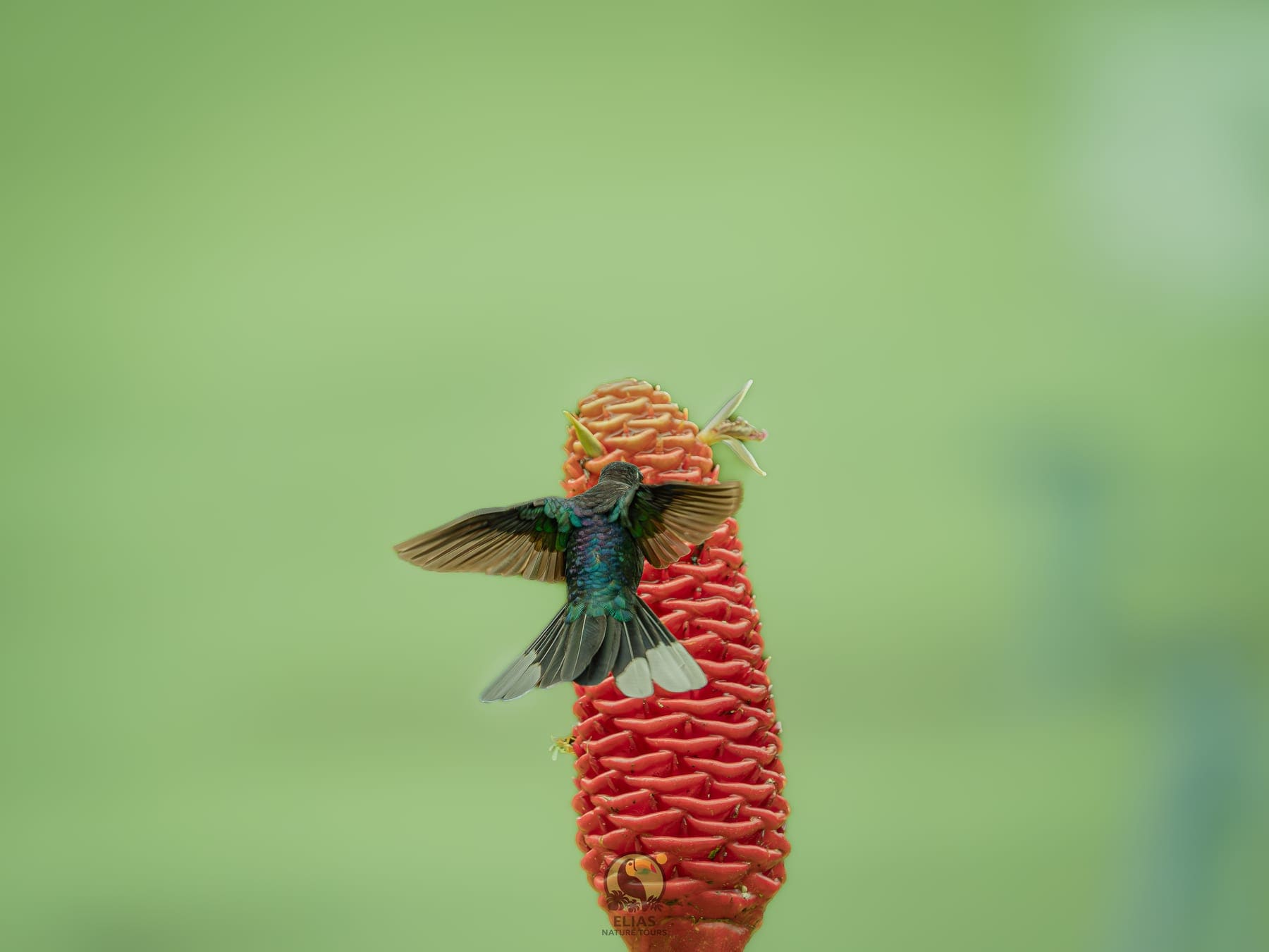 Highland Hummingbird — Valle de los Quetzales, San Gerardo de Dota