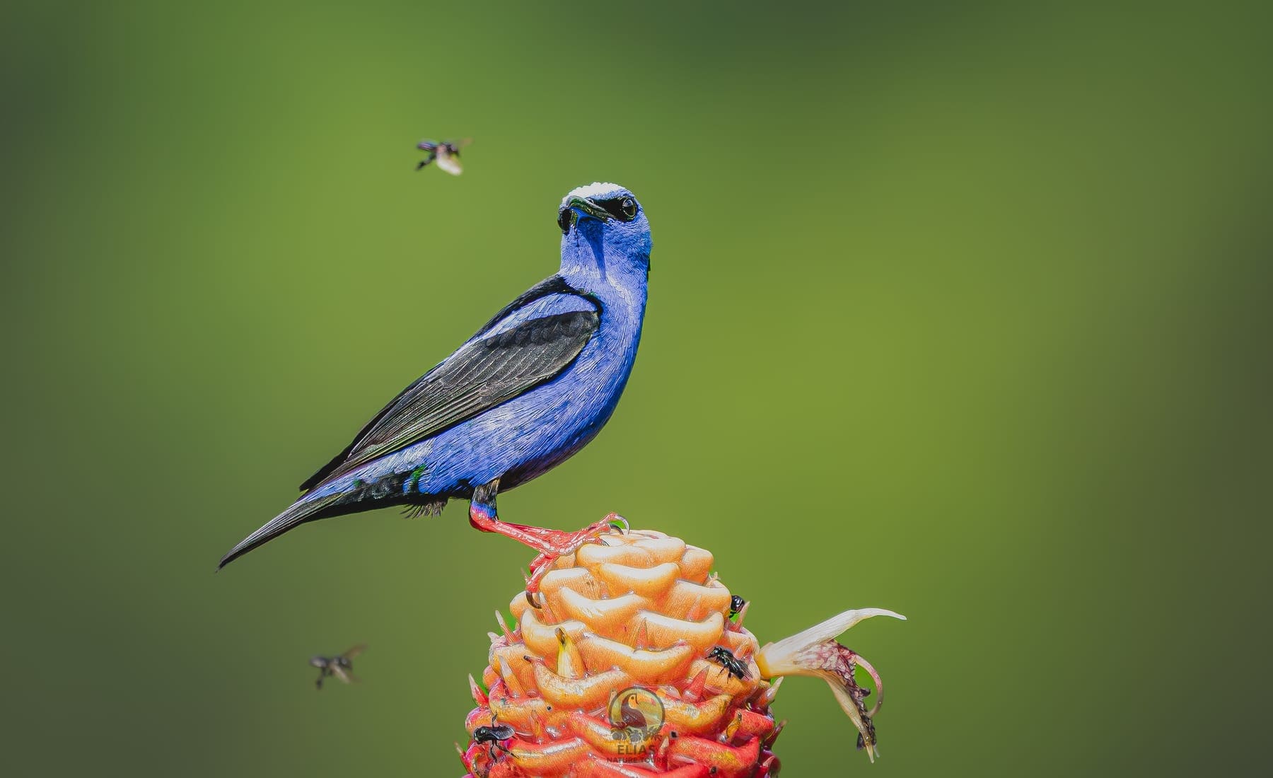 Red-legged Honeycreeper — Valle de los Quetzales, San Gerardo de Dota