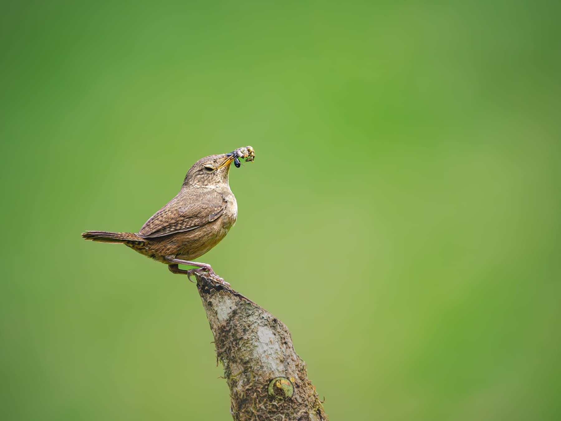 Hummingbird — Valle de los Quetzales, San Gerardo de Dota