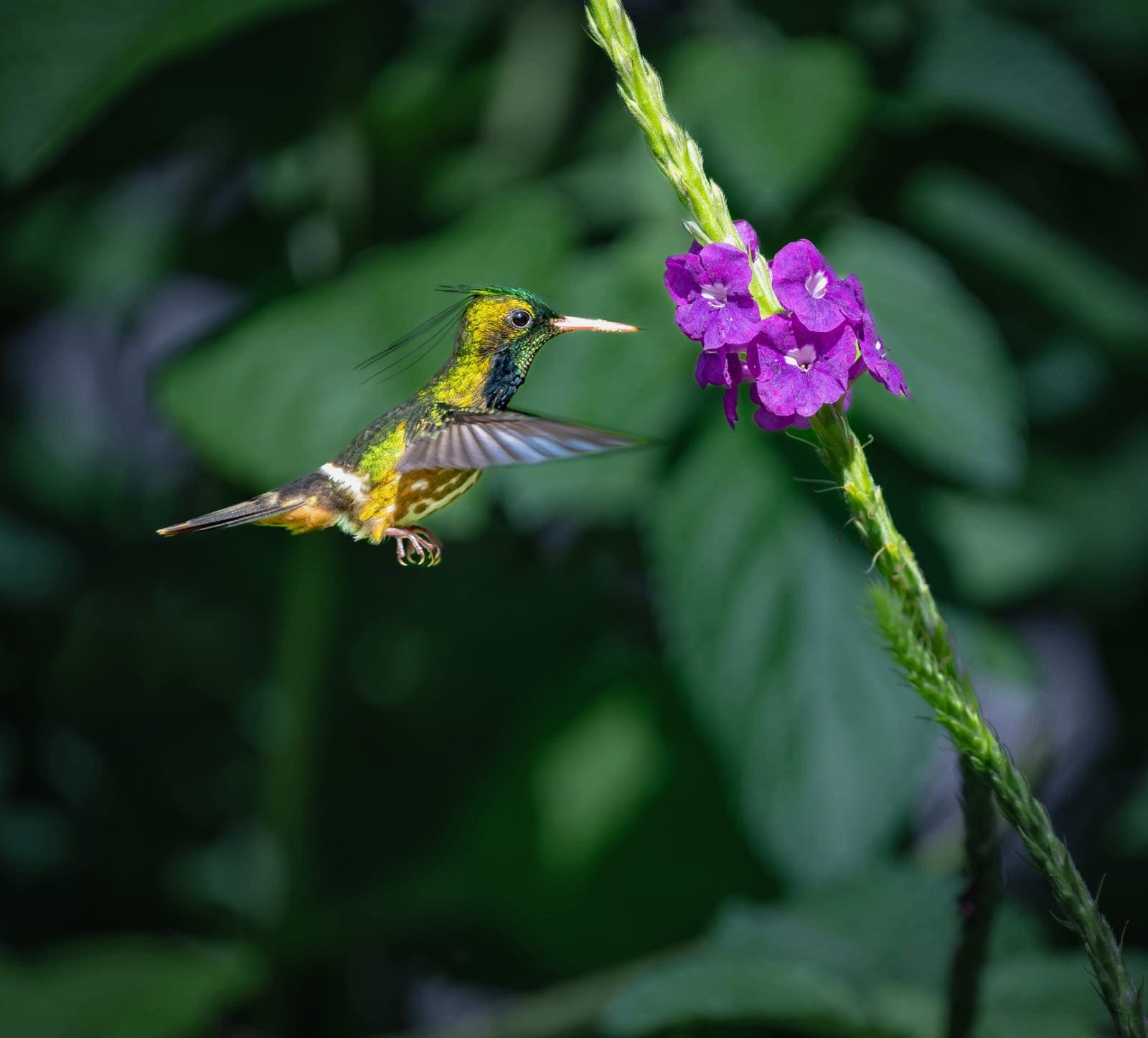Hummingbird hovering at flower Boca Tapada photo tour