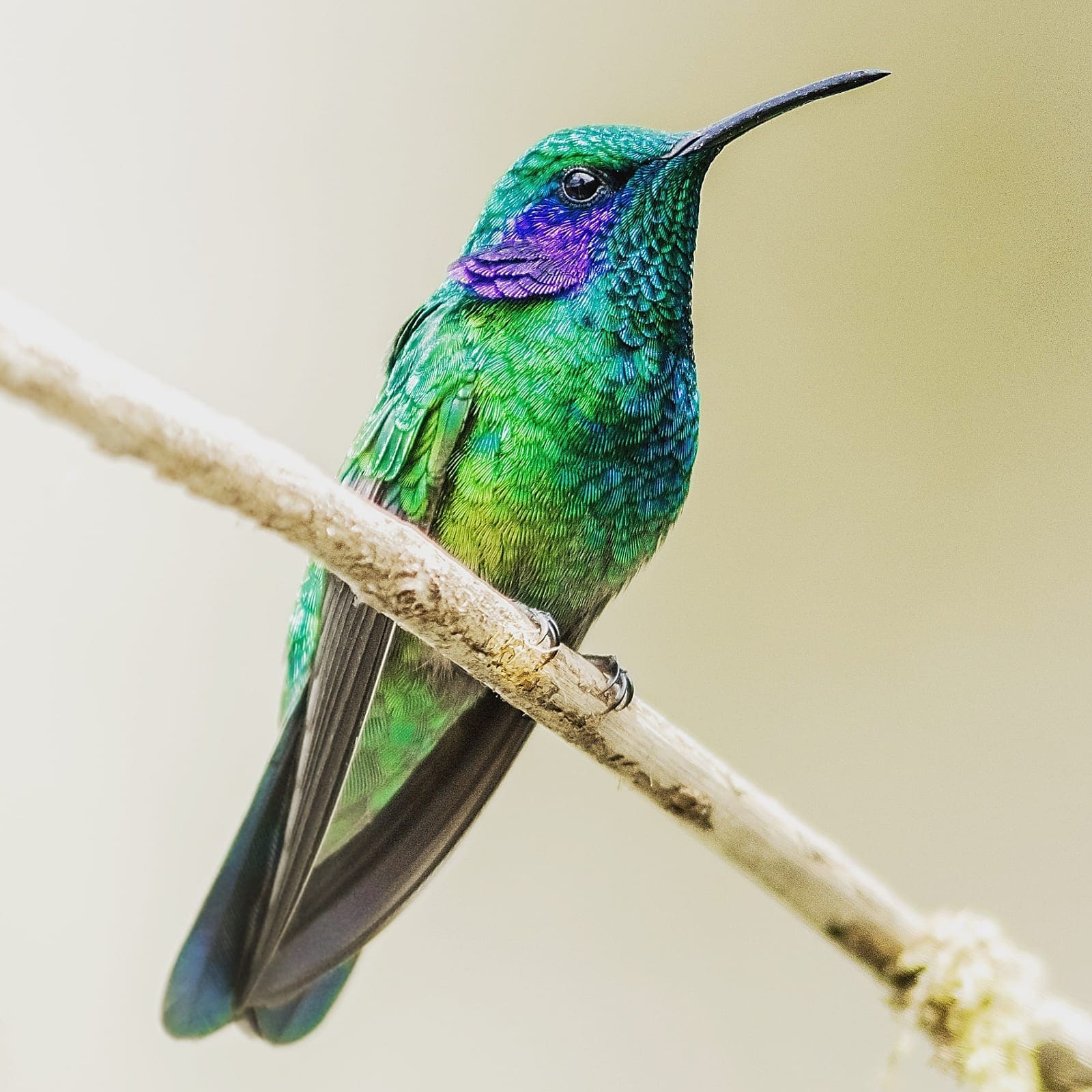 Green Violet-ear Hummingbird