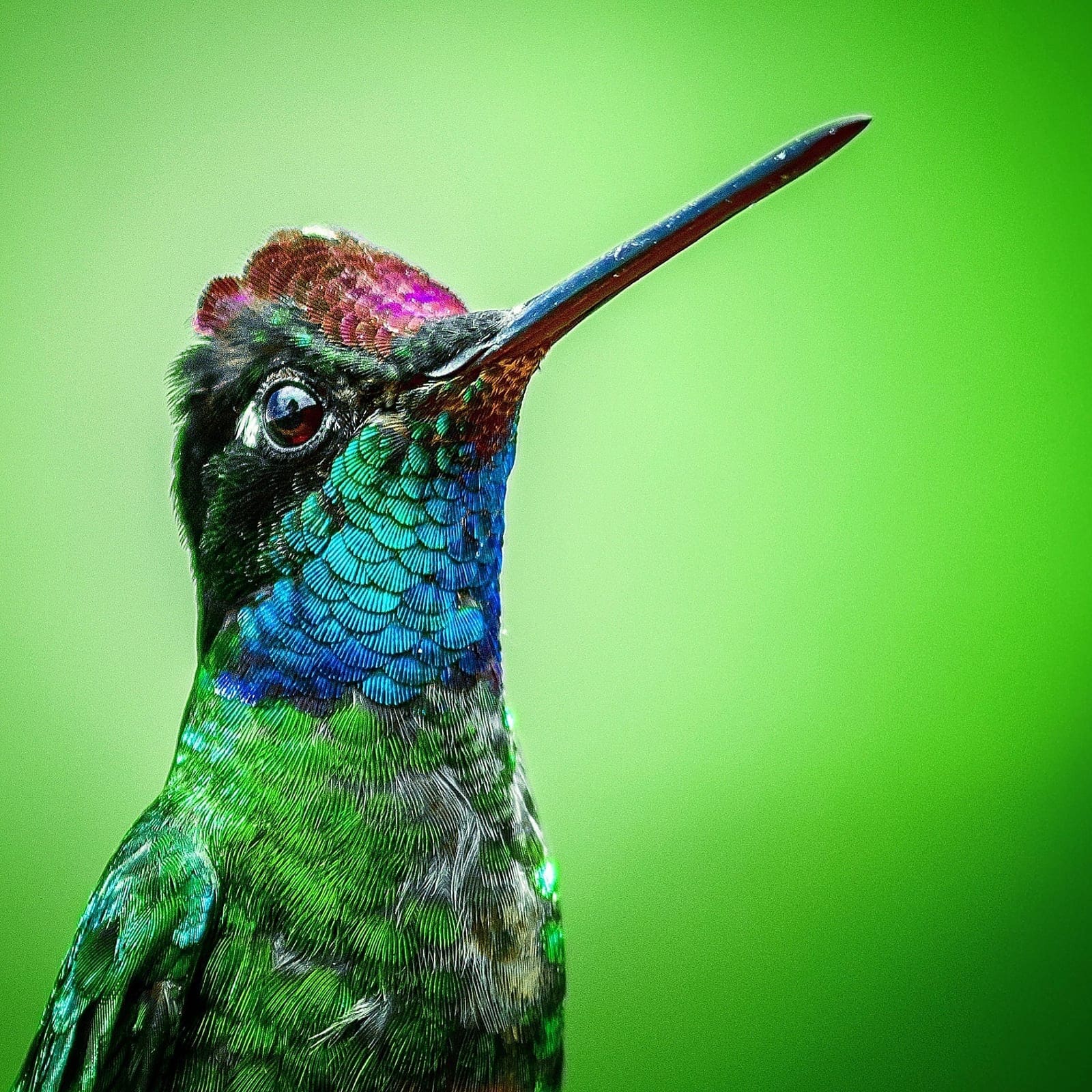 Hummingbird macro portrait