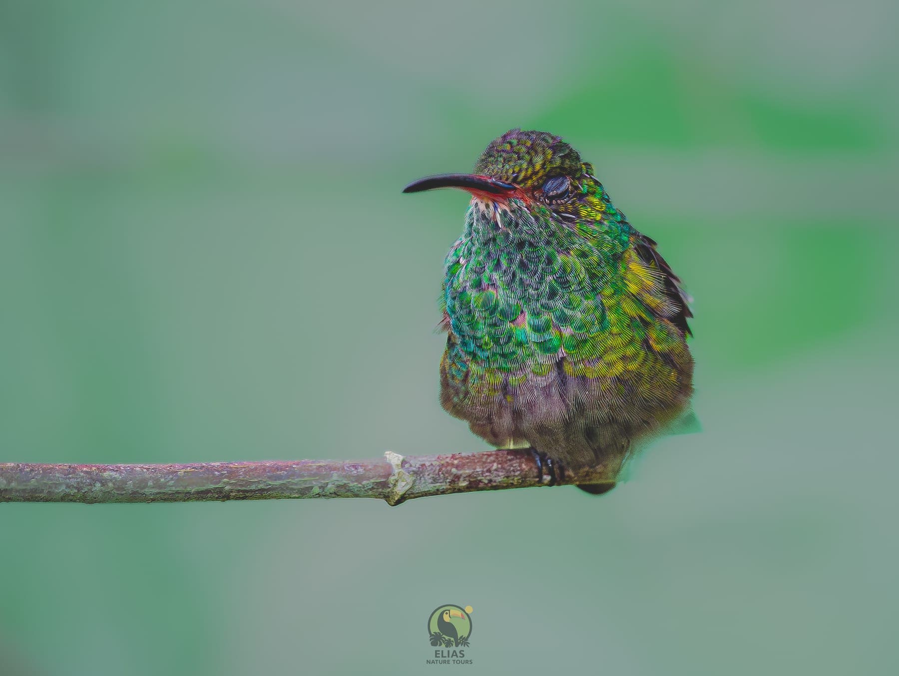 Hummingbird — Valle de los Quetzales, San Gerardo de Dota