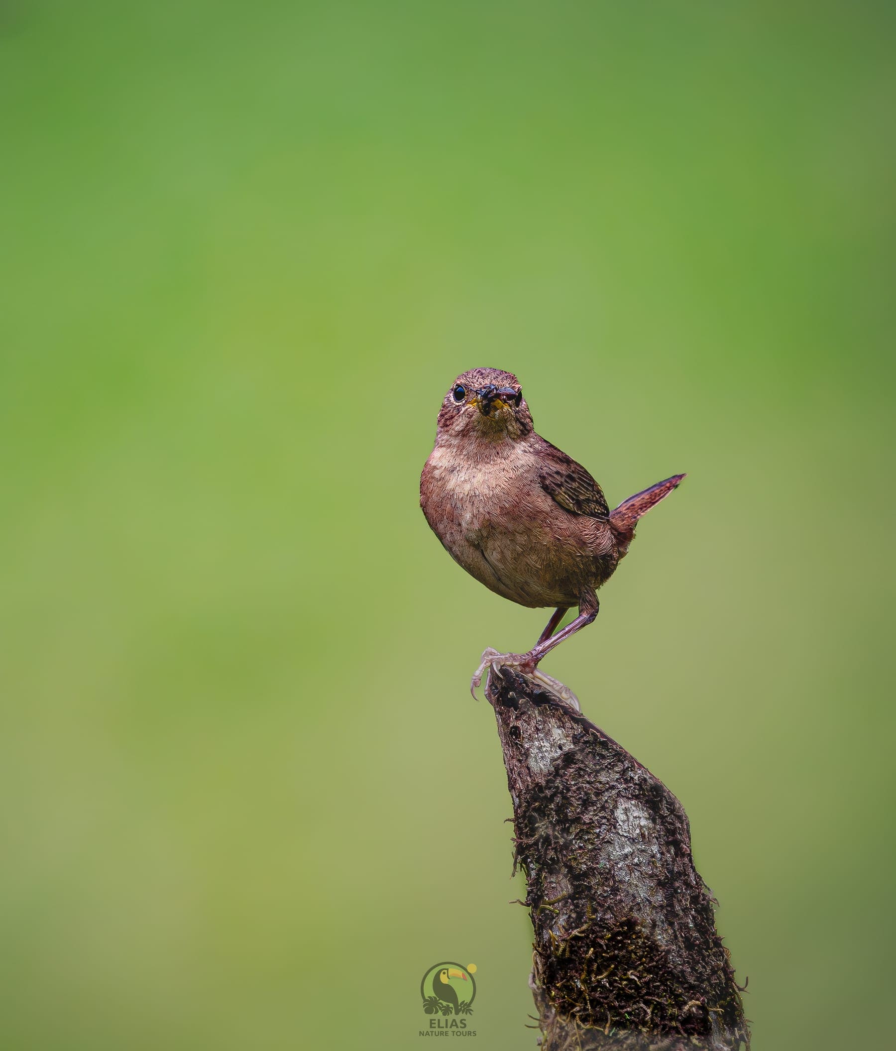 Hummingbird — Valle de los Quetzales, San Gerardo de Dota