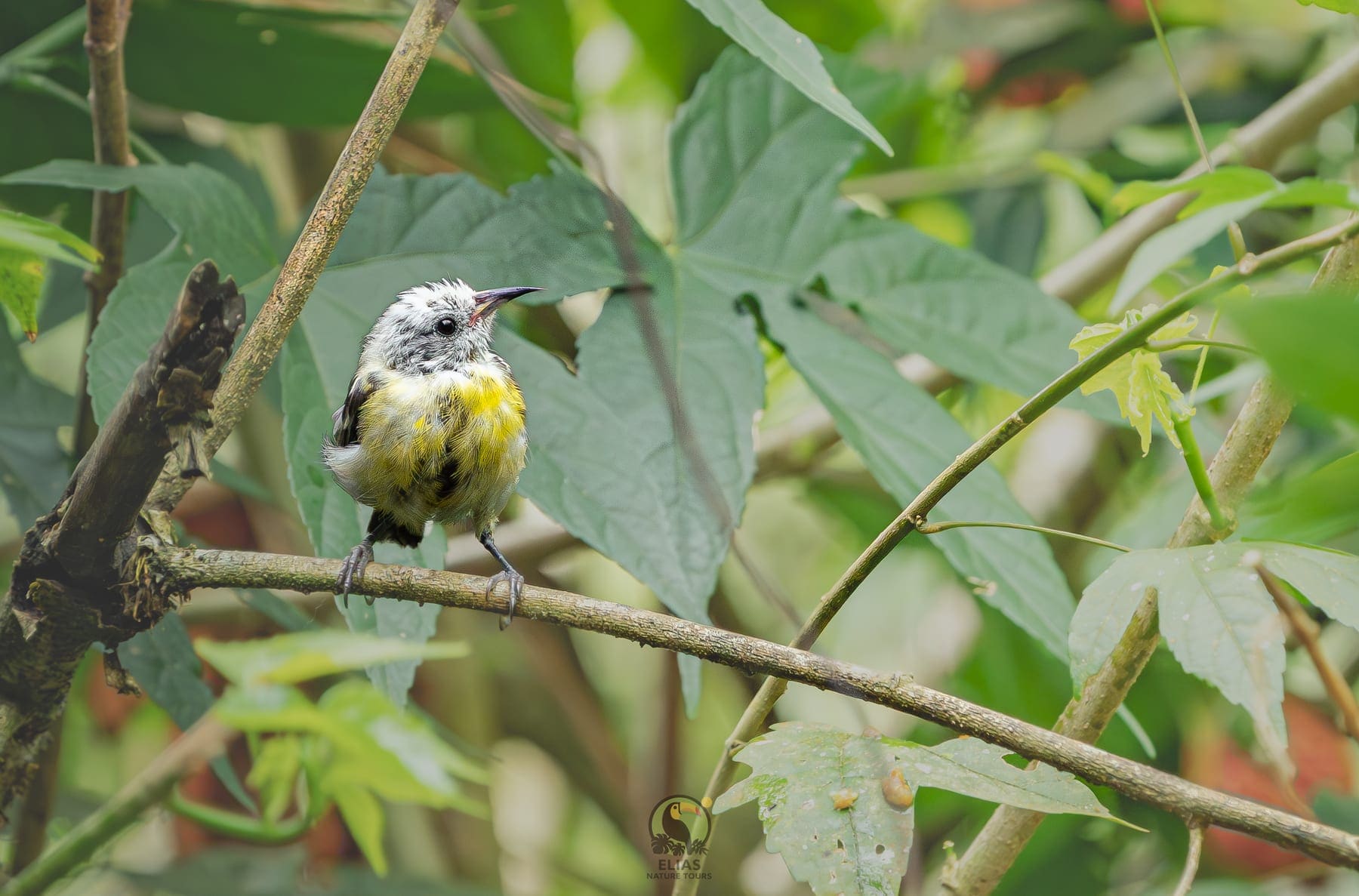 Hummingbird — Valle de los Quetzales, San Gerardo de Dota