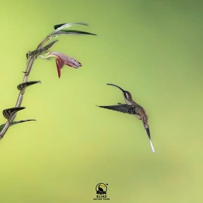 Hummingbirds in flight wildlife photography Arenal