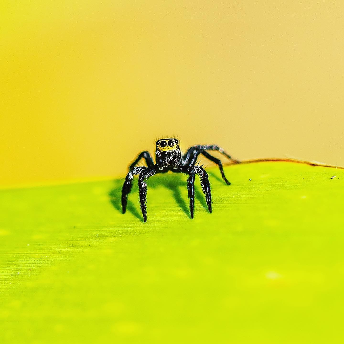 Jumping Spider Macro