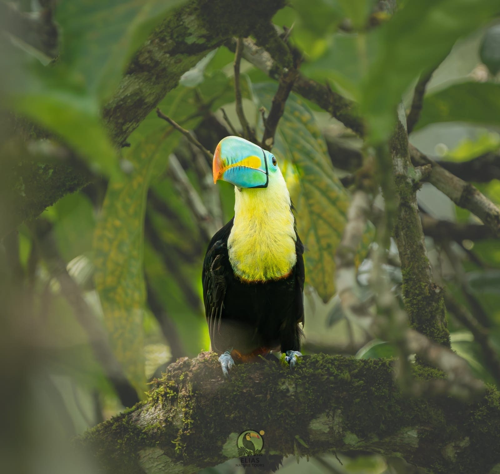 Keel-billed Toucan perched on mossy branch (Ramphastos sulfuratus) — Arenal, Costa Rica