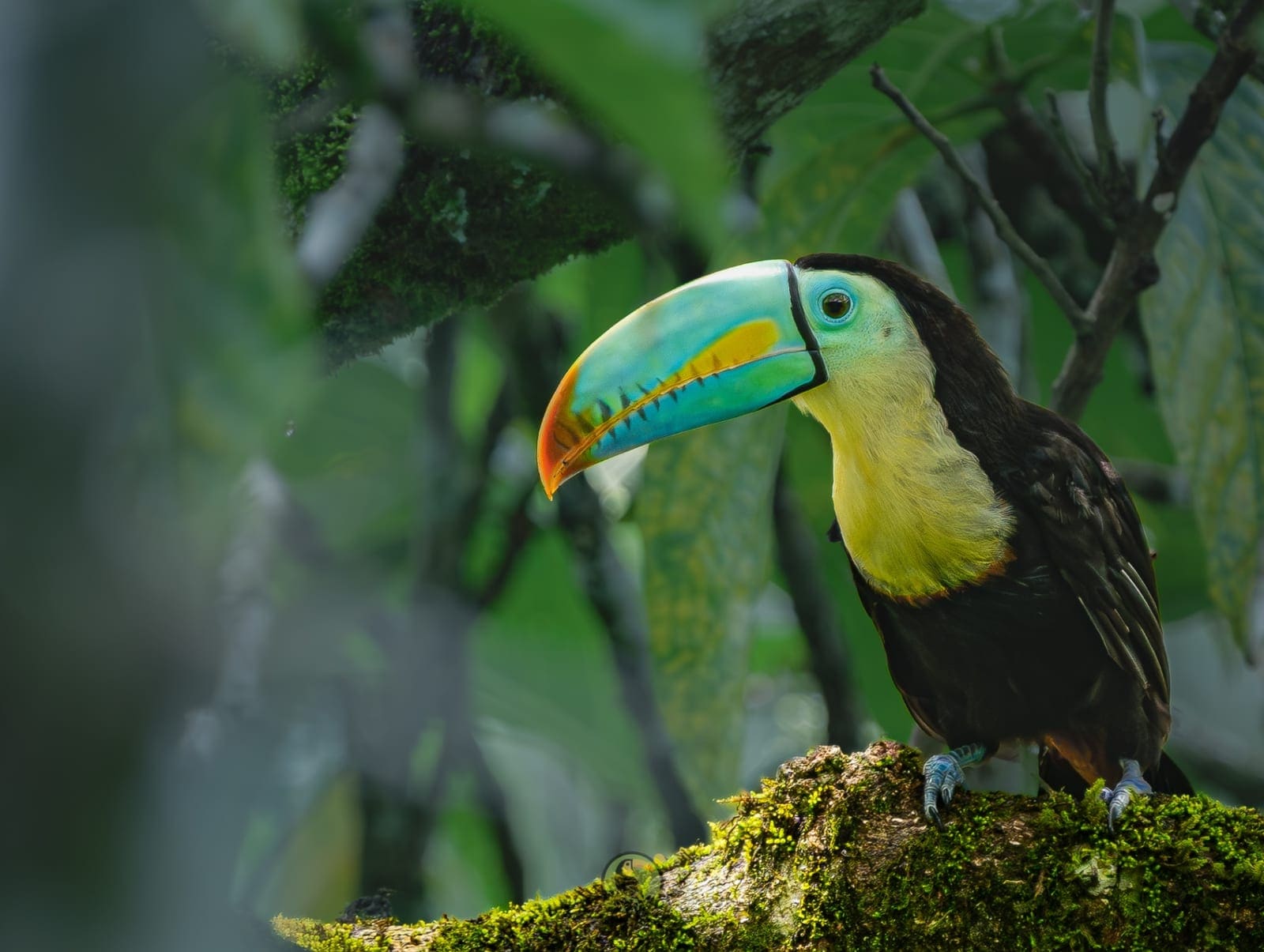 Keel-billed Toucan side profile (Ramphastos sulfuratus) — Arenal, Costa Rica