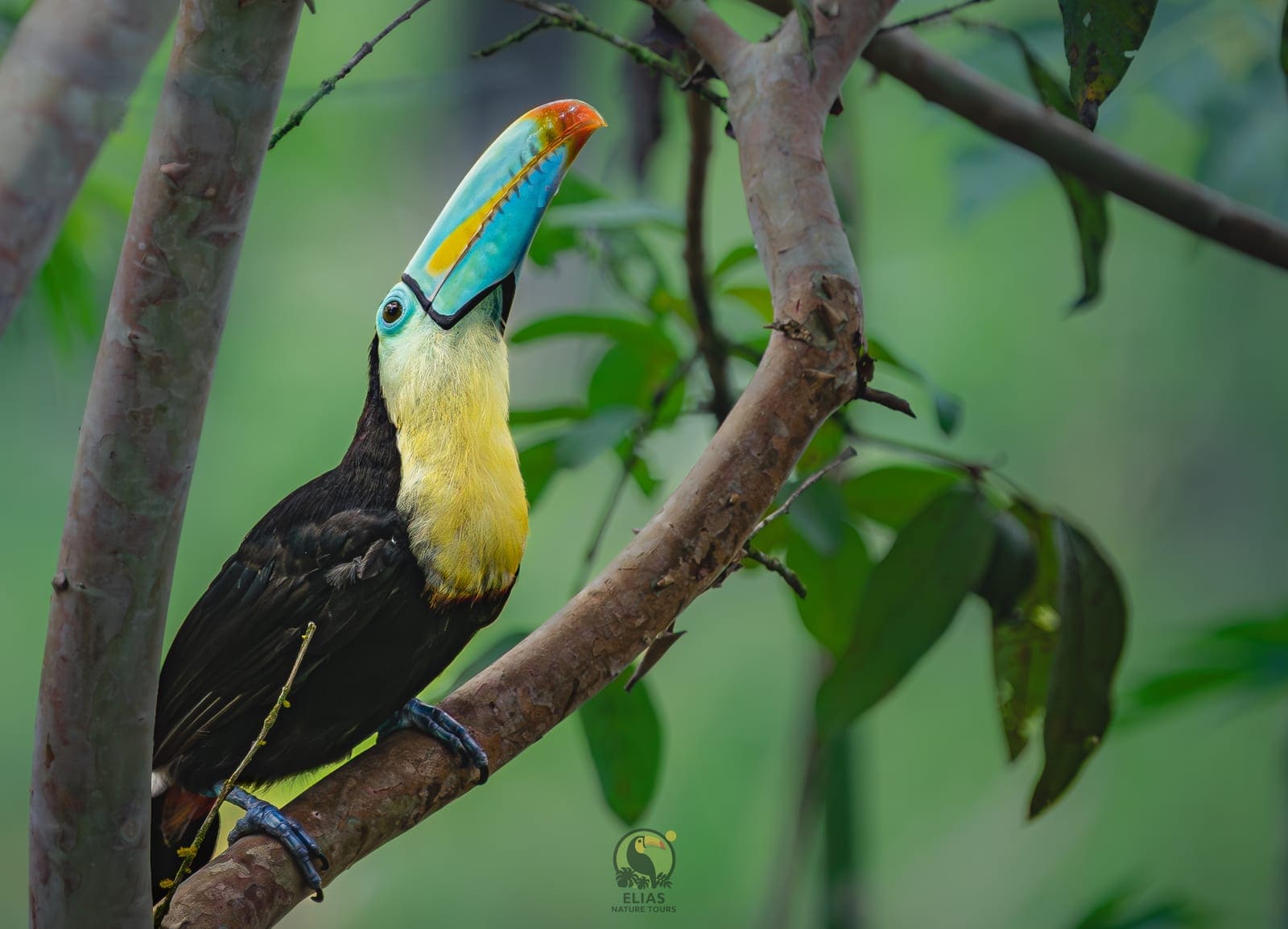 Keel-billed Toucan looking up (Ramphastos sulfuratus) — Arenal, Costa Rica