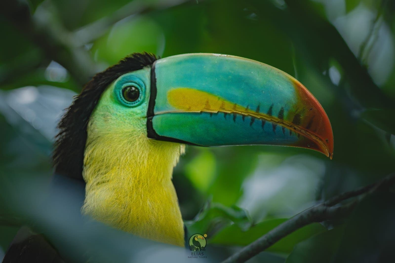 Half-Day Birdwatching & Bird Photography Tour – Arenal private tour in La Fortuna Costa Rica