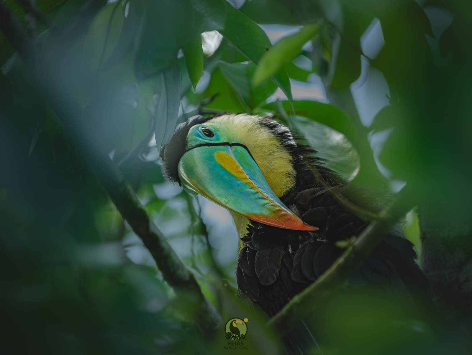 Keel-billed Toucan framed by foliage (Ramphastos sulfuratus) — La Fortuna, Costa Rica