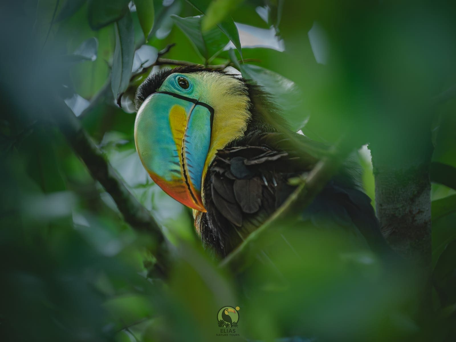 Keel-billed Toucan in rainforest canopy (Ramphastos sulfuratus) — Arenal, Costa Rica