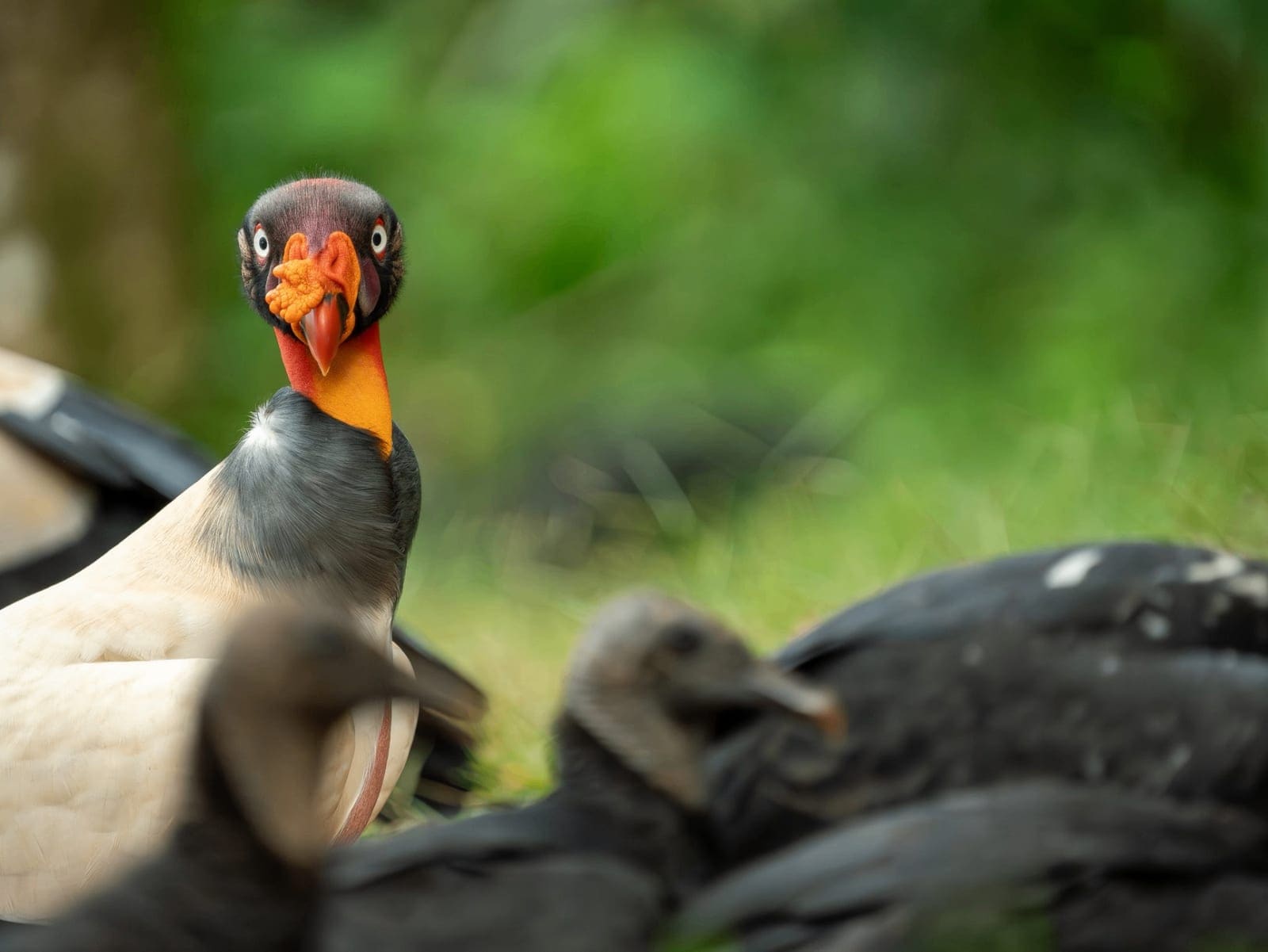 Close-up king vulture Boca Tapada Costa Rica