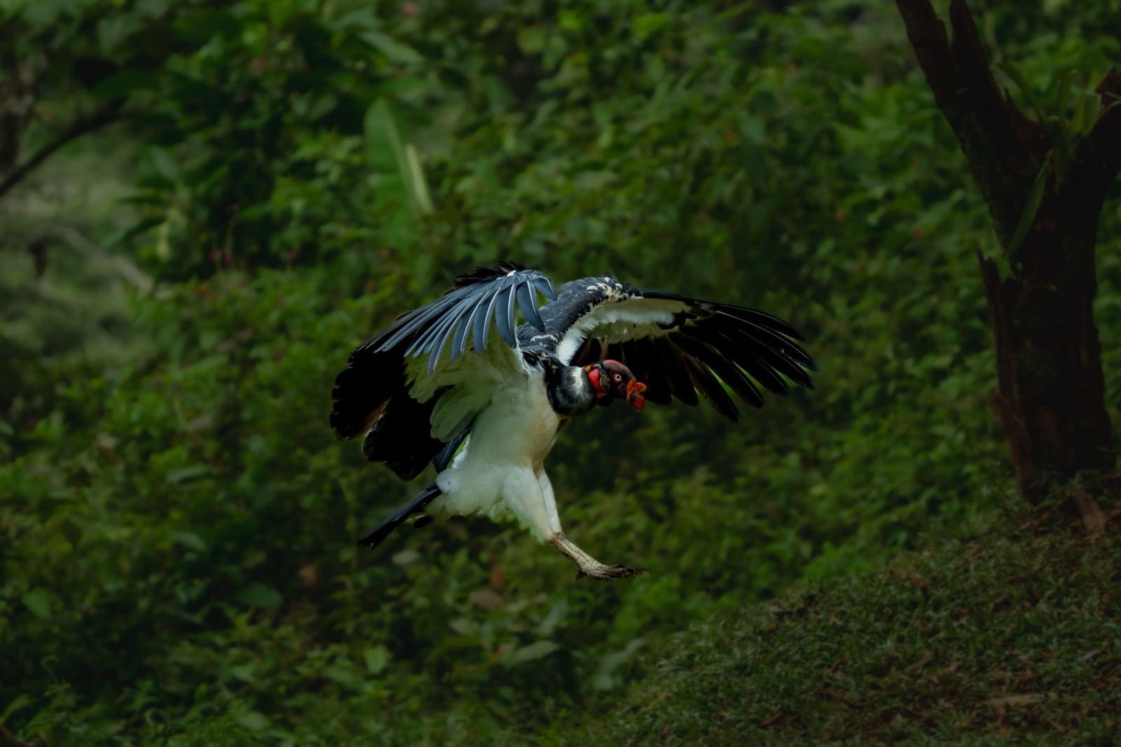 King vulture in flight Boca Tapada photography tour