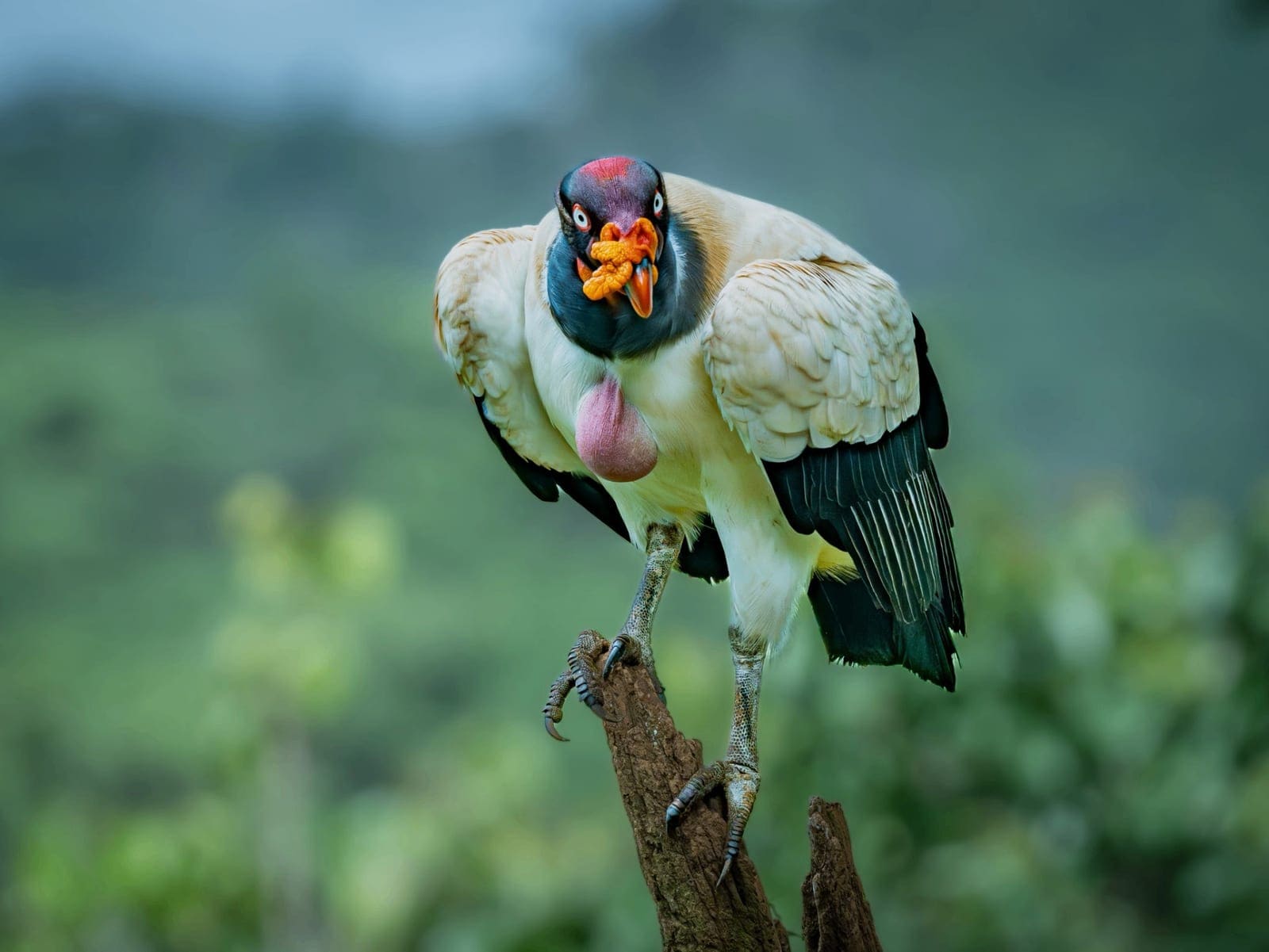 King Vulture Photography Hide