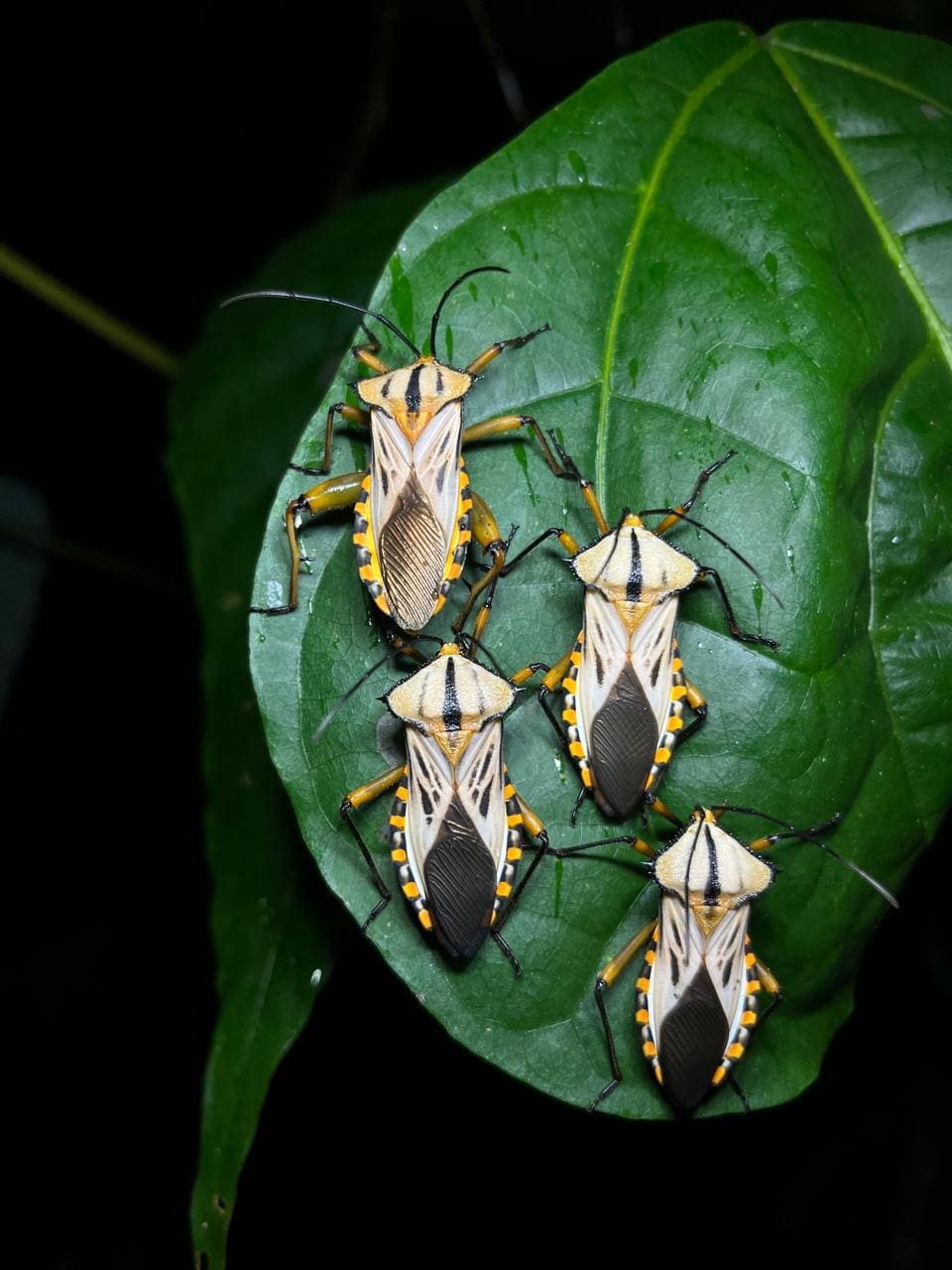 Macro photograph of a rainforest frog at night, La Fortuna Costa Rica