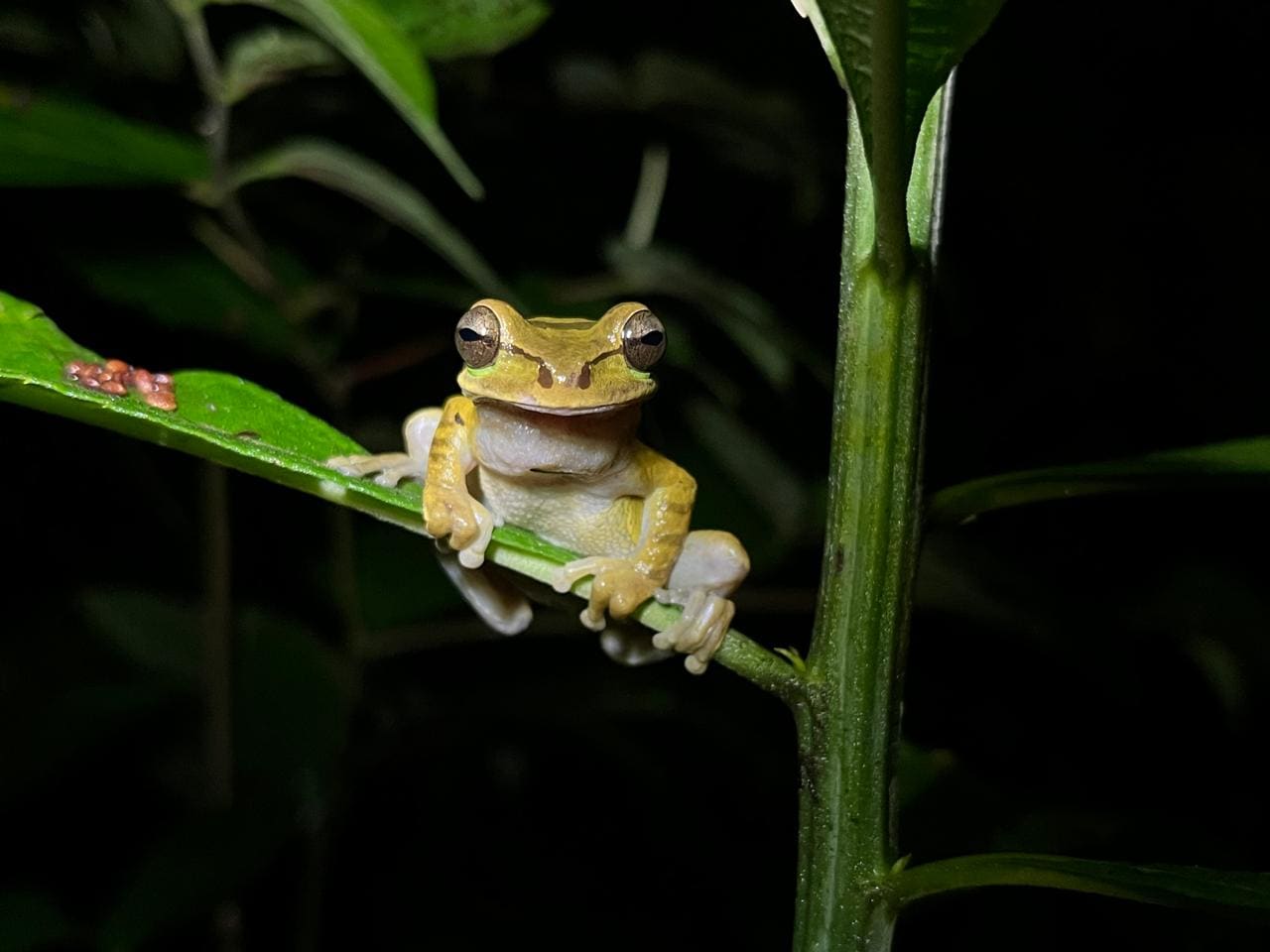 Close-up of a tropical insect during a macro night photography tour