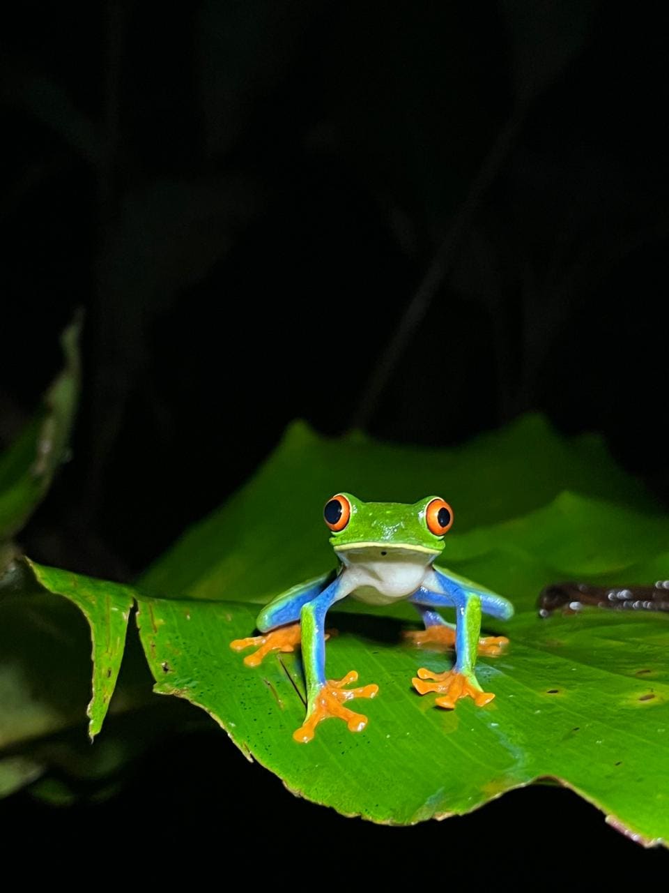 Macro detail of nocturnal rainforest wildlife in Arenal