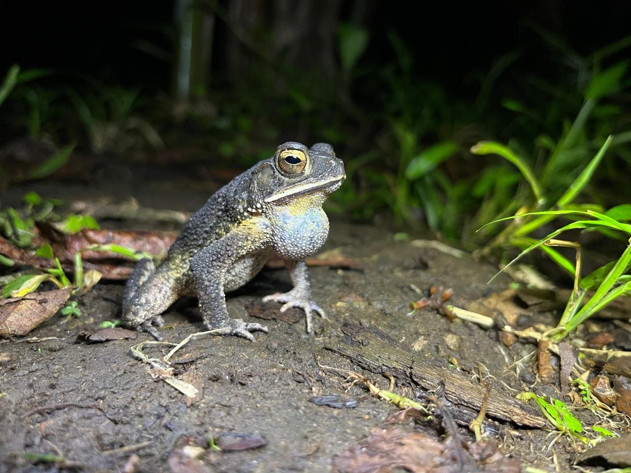 High-magnification photo from a night macro workshop, La Fortuna