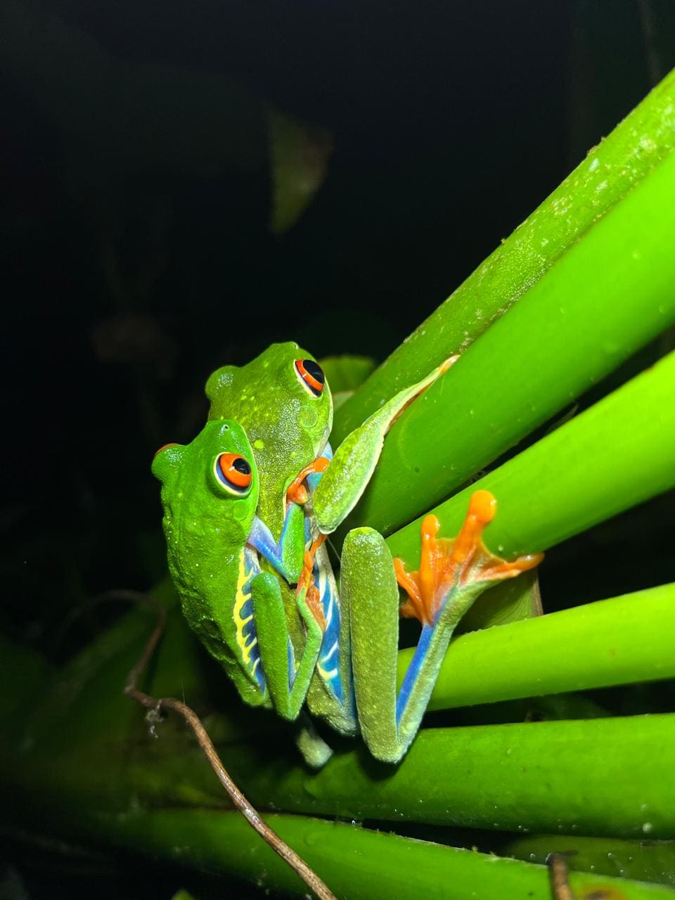 Macro shot of a rainforest creature at night, photography tour