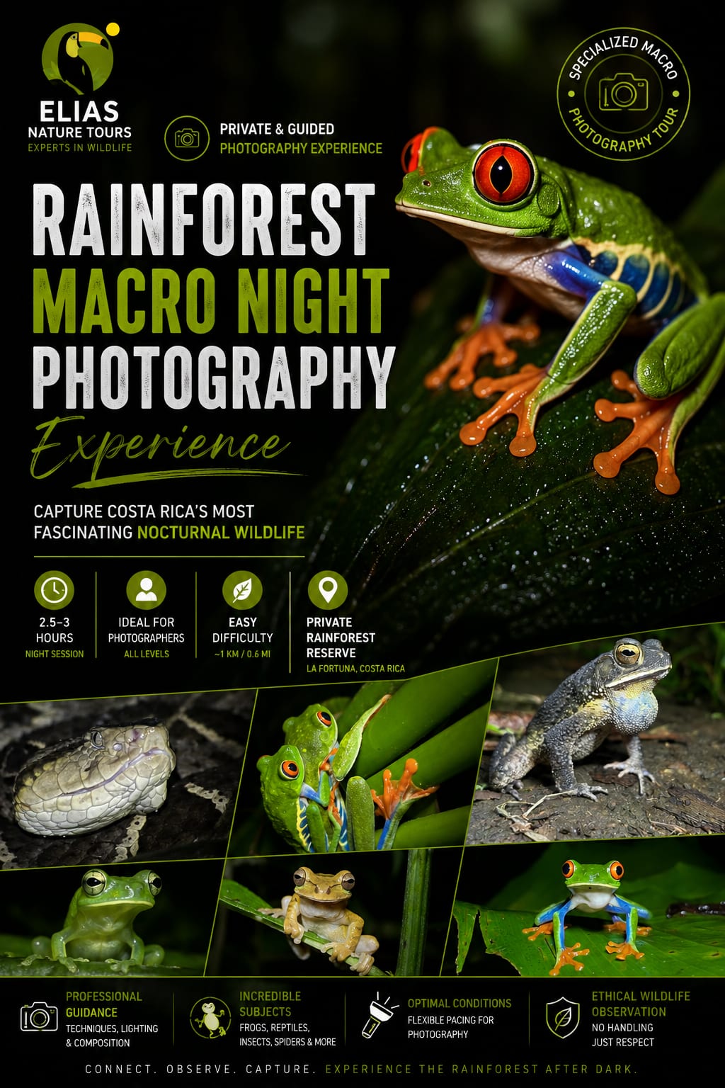 Rainforest Macro Night Photography Experience