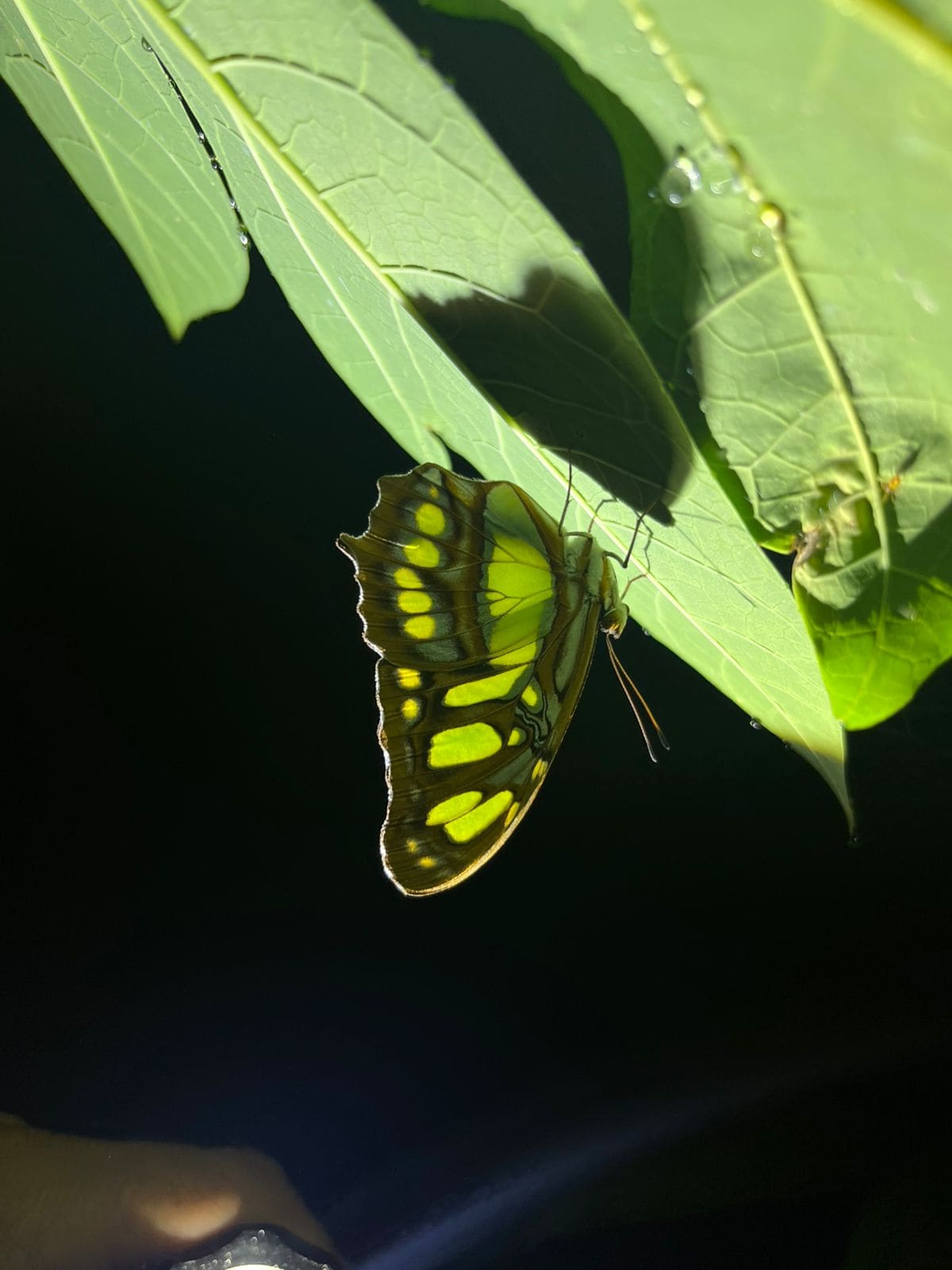 Ecocentro Danaus – Night Tour