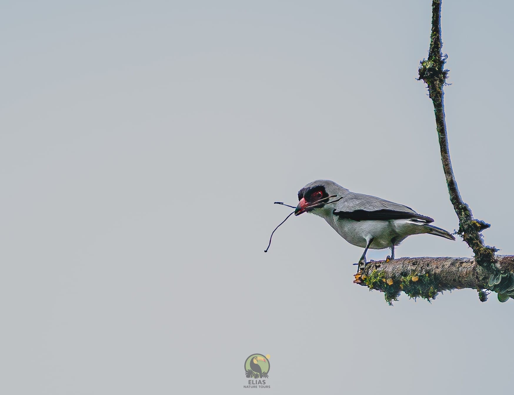 Masked Tityra — Valle de los Quetzales, San Gerardo de Dota