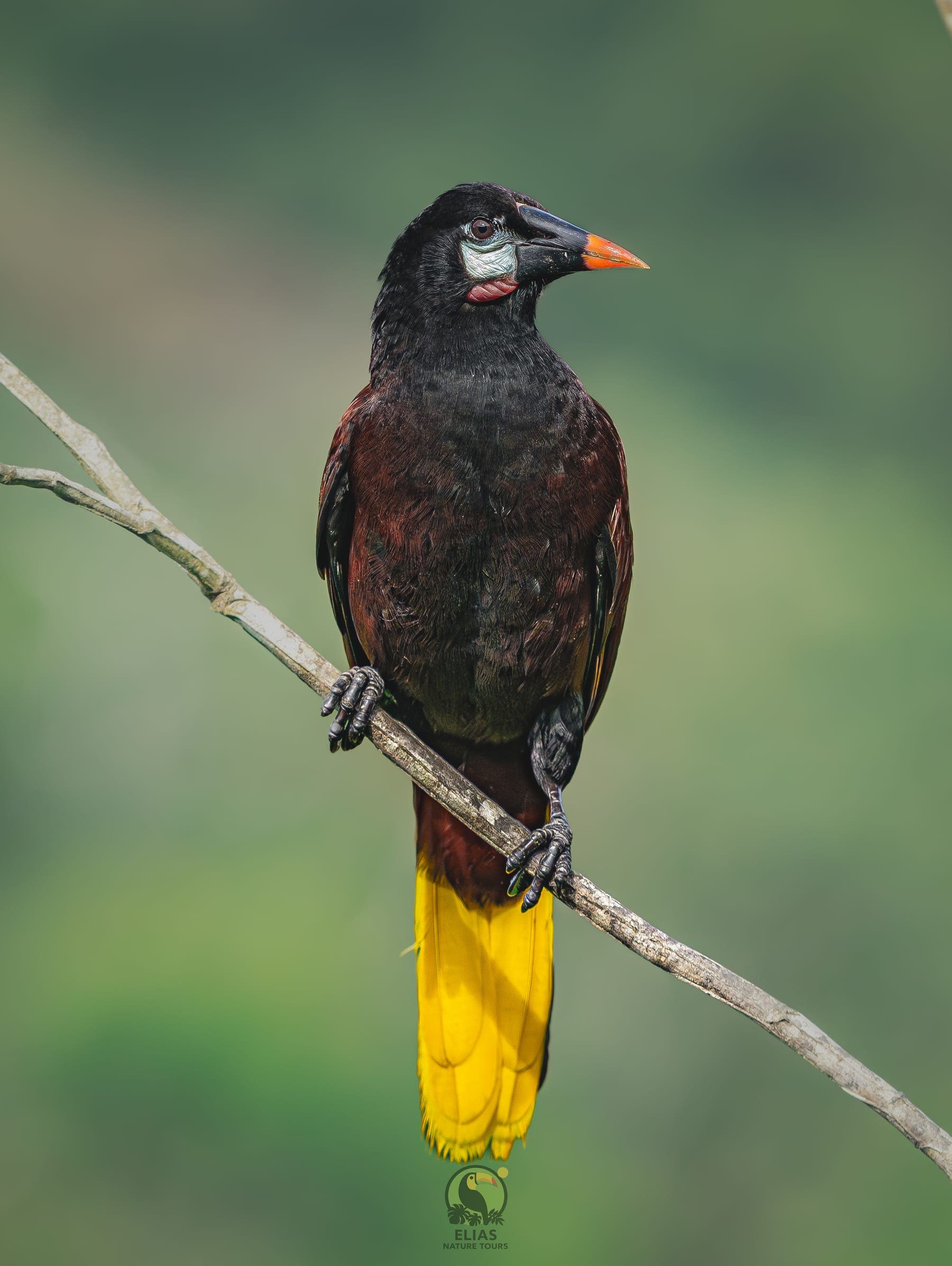 Montezuma oropendola portrait